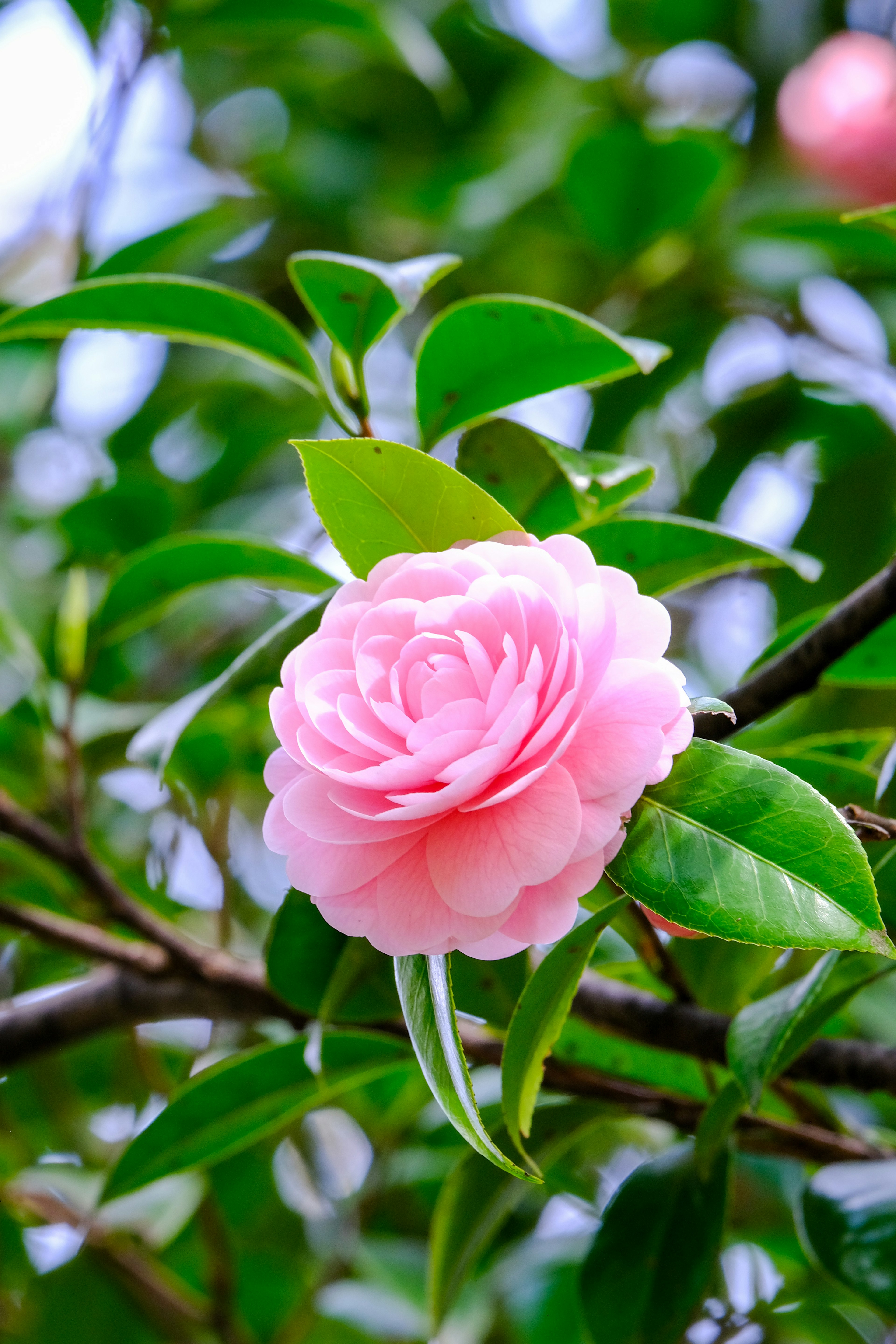 Flor de camelia rosa entre hojas verdes