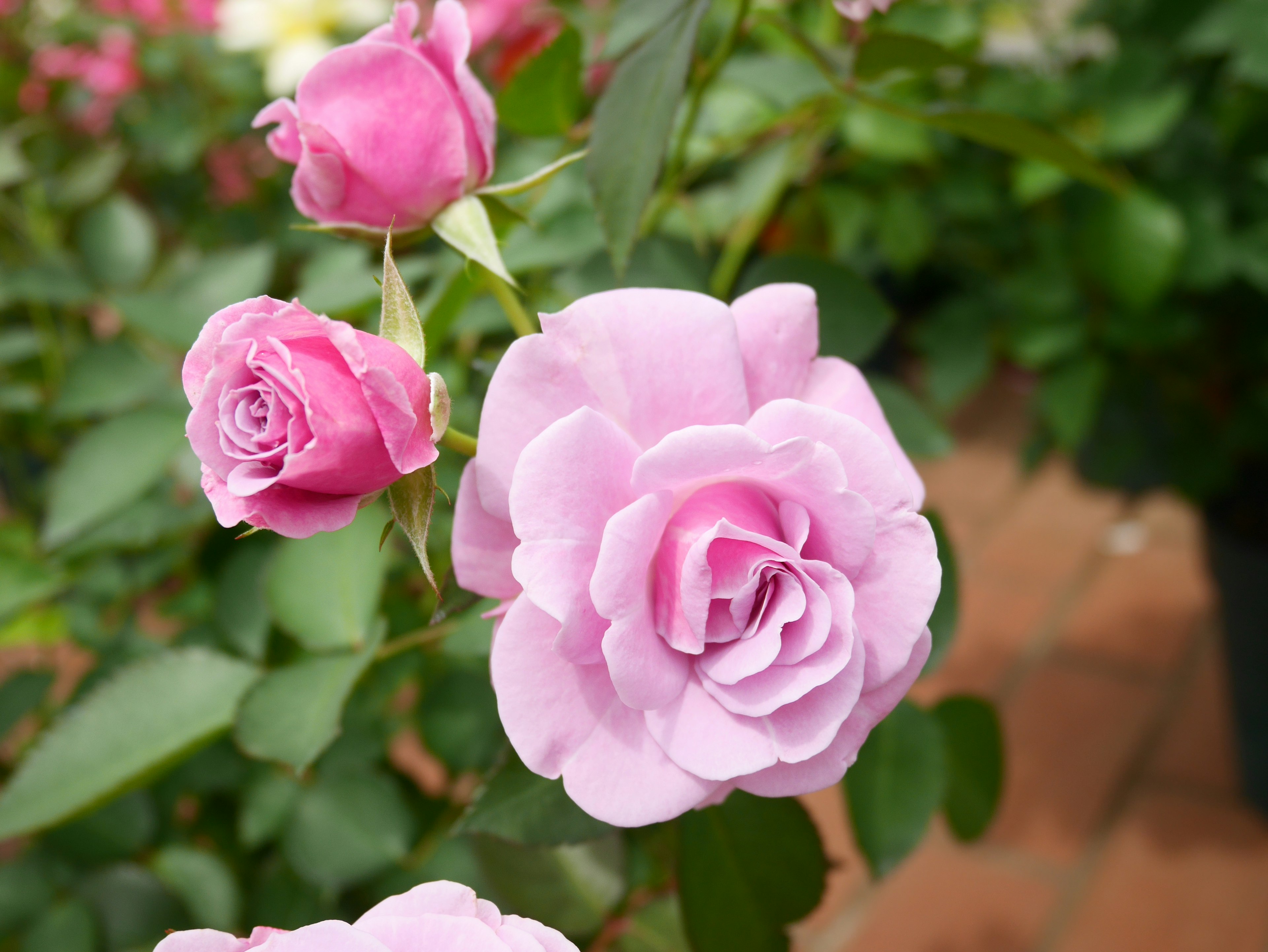 Blooming pink roses with lush green leaves