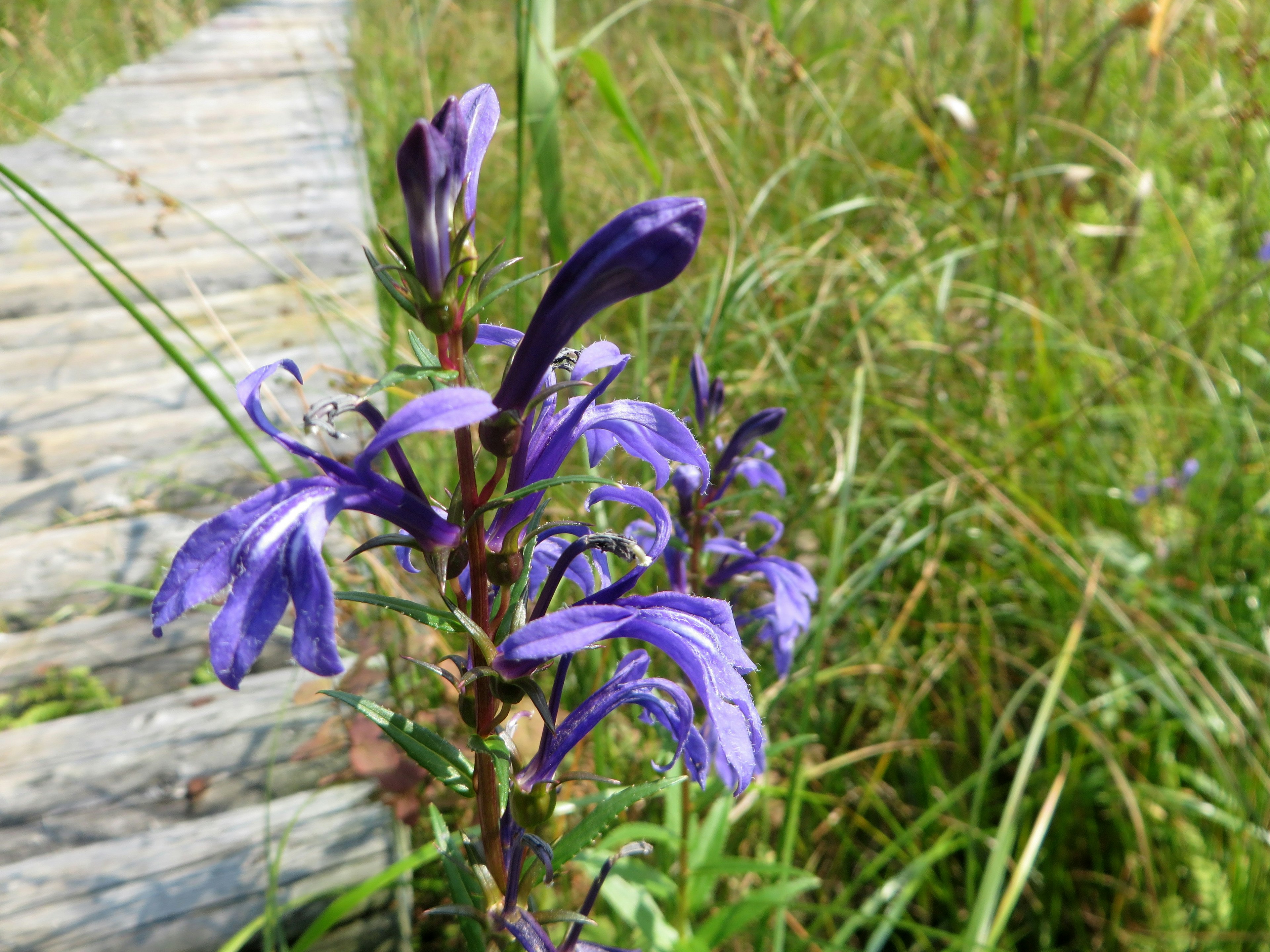 紫色の花が草原に咲いている木製の歩道の近く