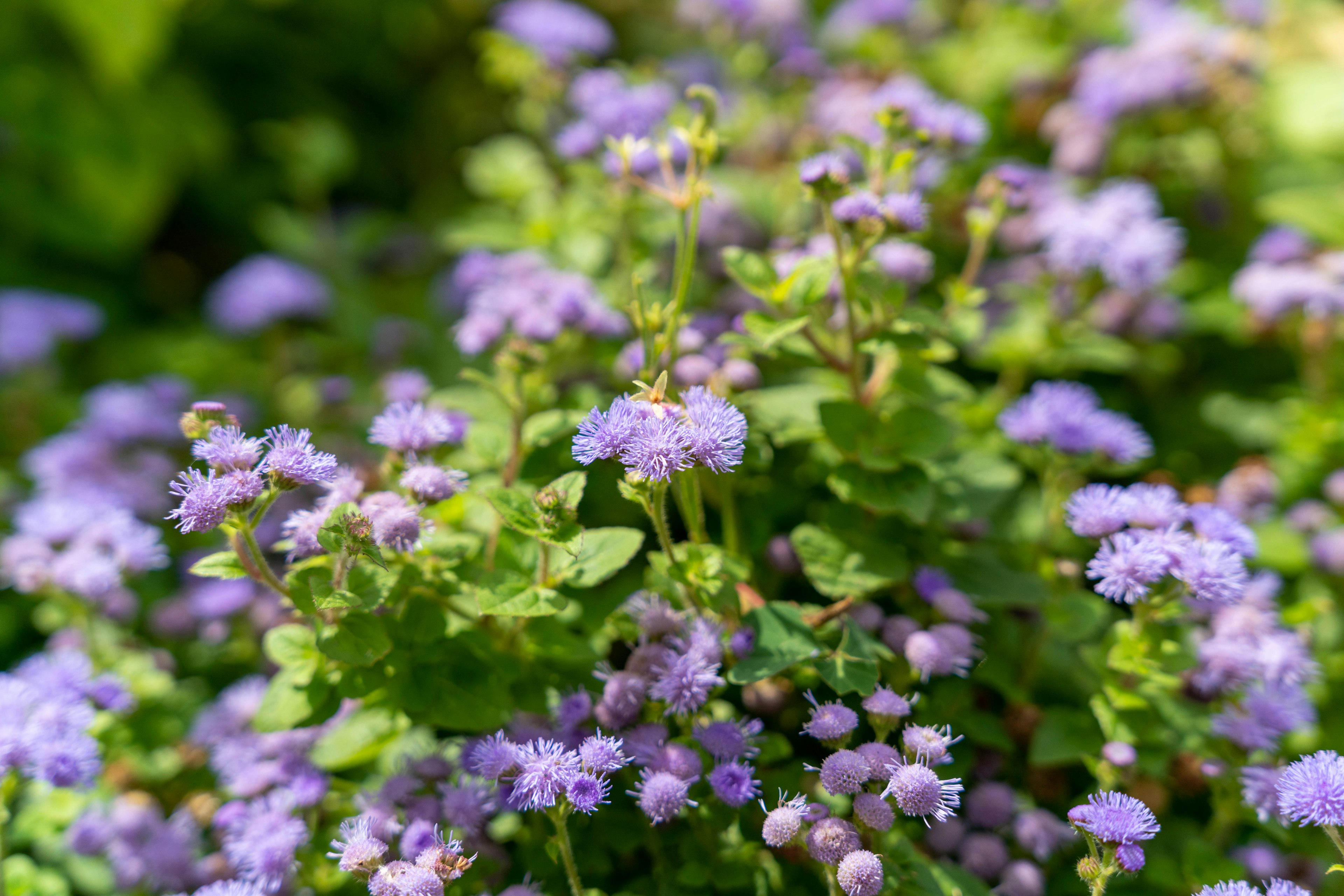 Primer plano de una planta con flores moradas y hojas verdes