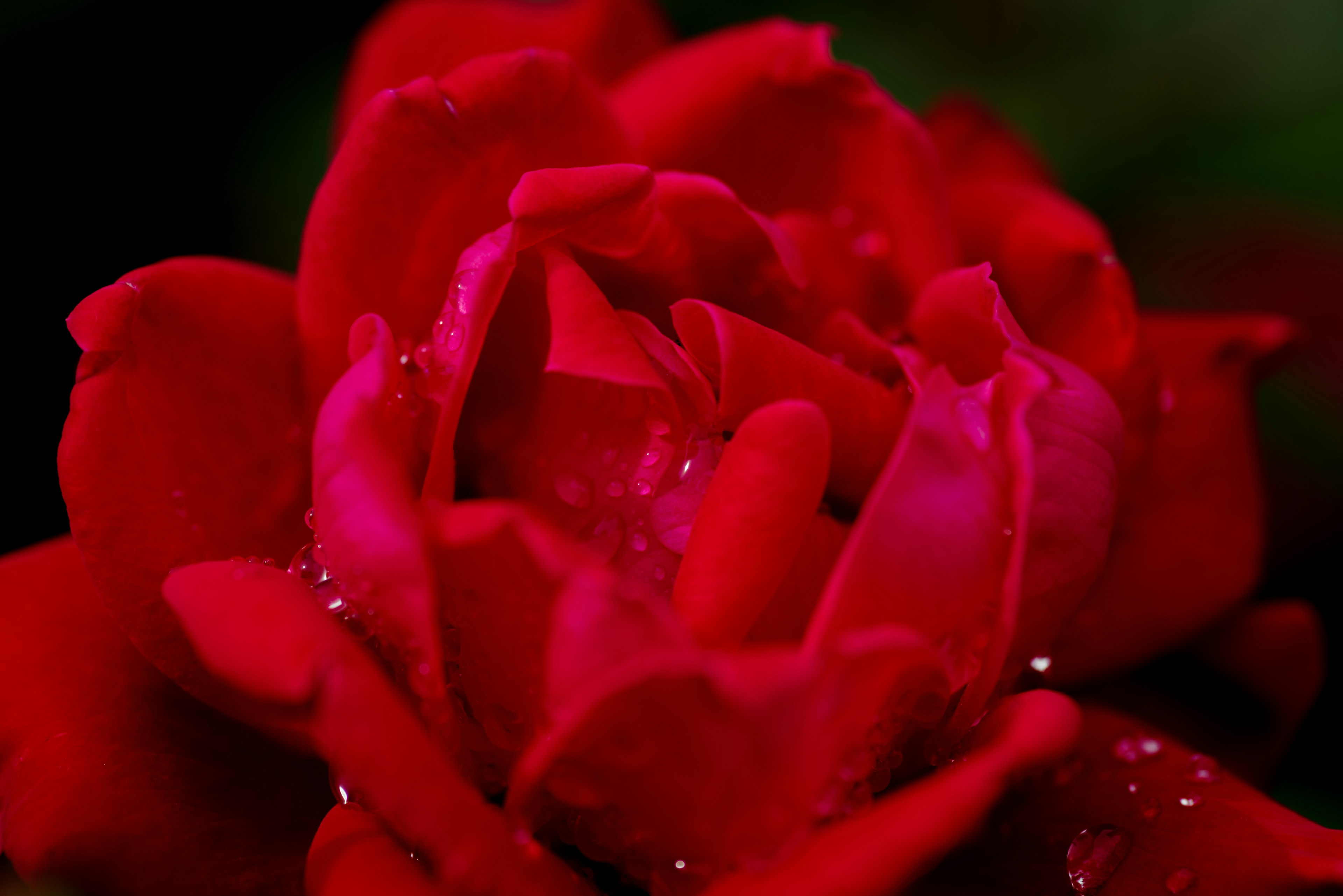 Pétalos de rosa roja vibrante con gotas de agua