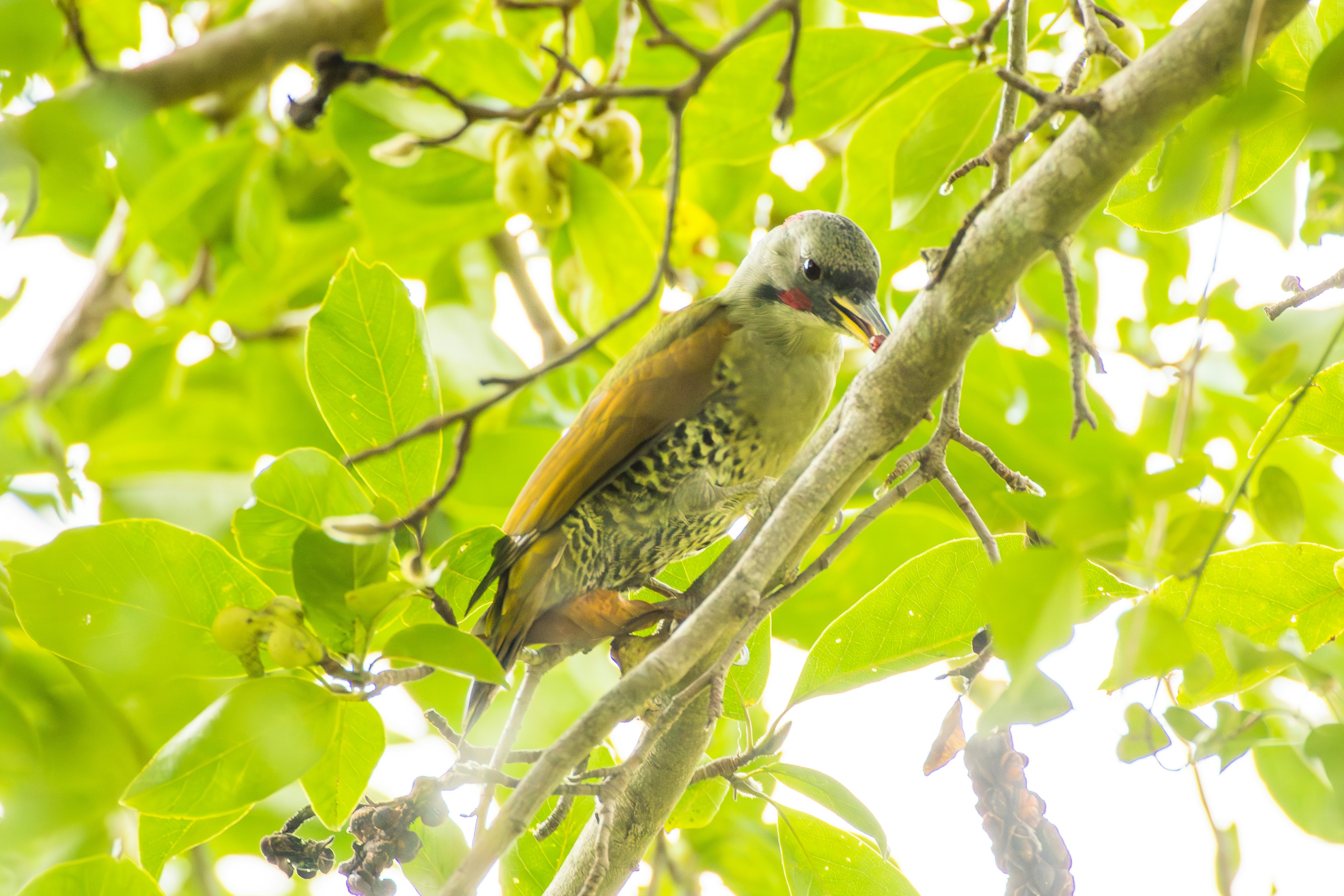 Vogel, der auf einem Ast zwischen grünen Blättern sitzt