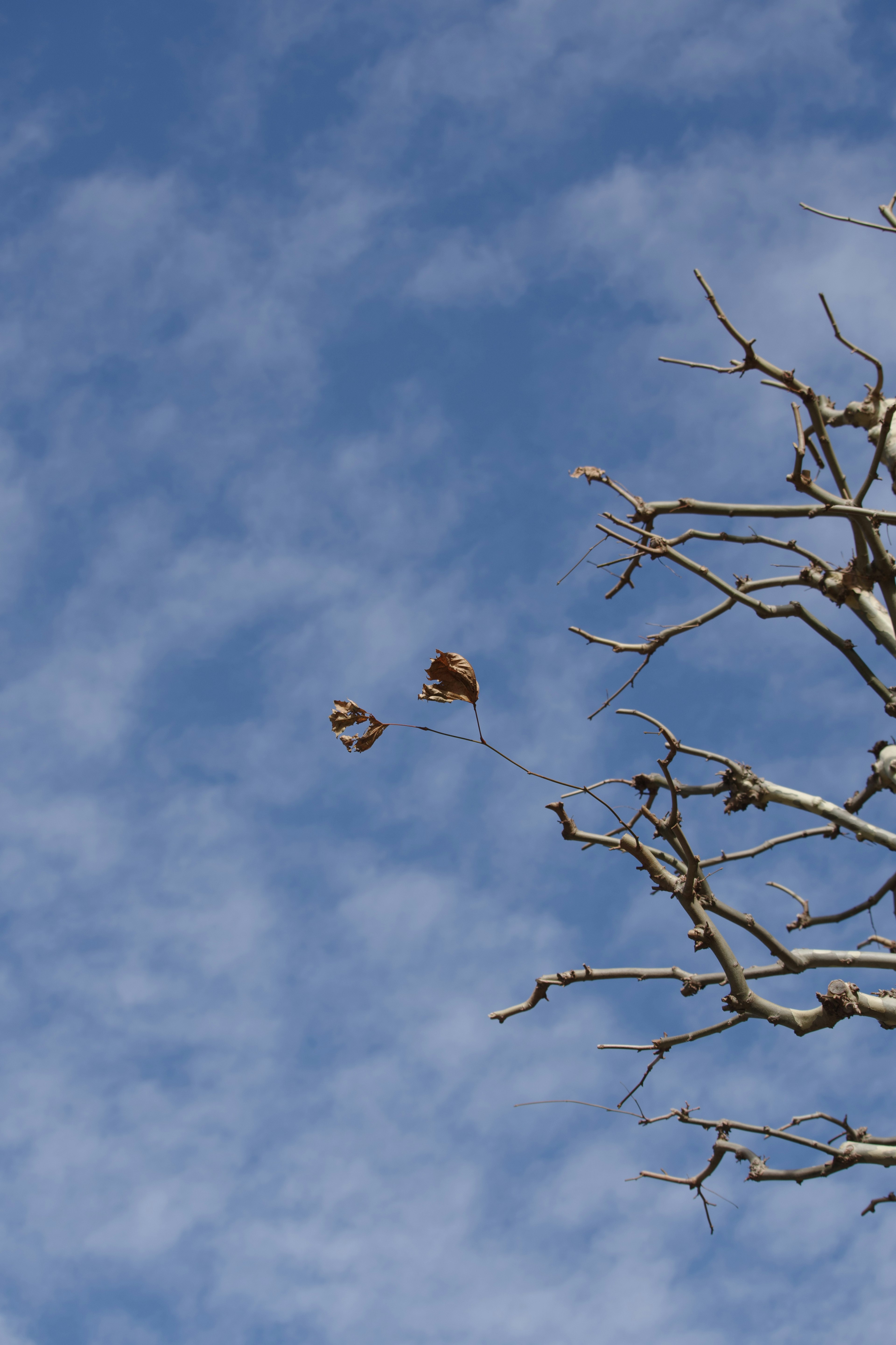 Bare tree branches with leaves against a blue sky