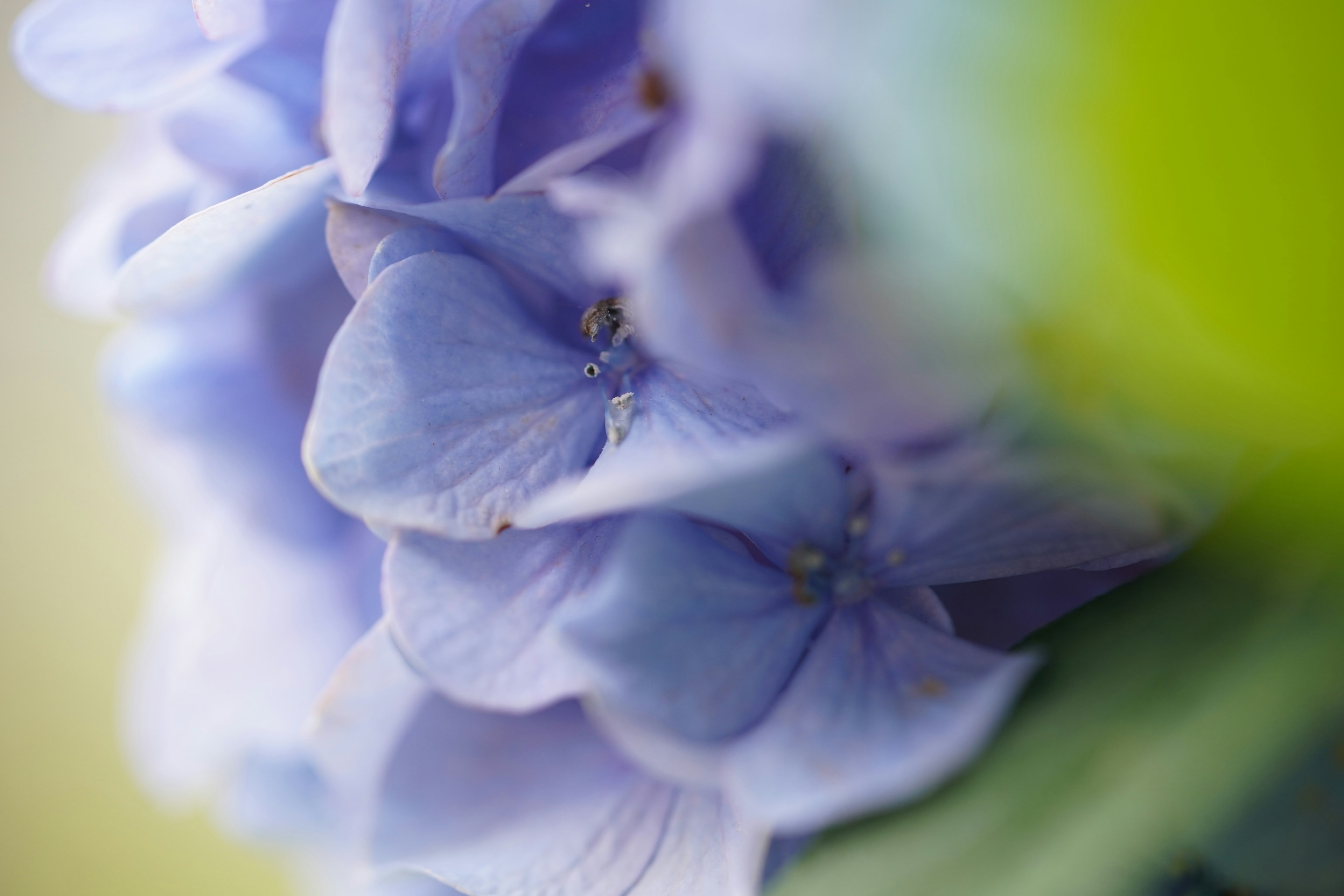 Primer plano de pétalos de flores morados claros superpuestos