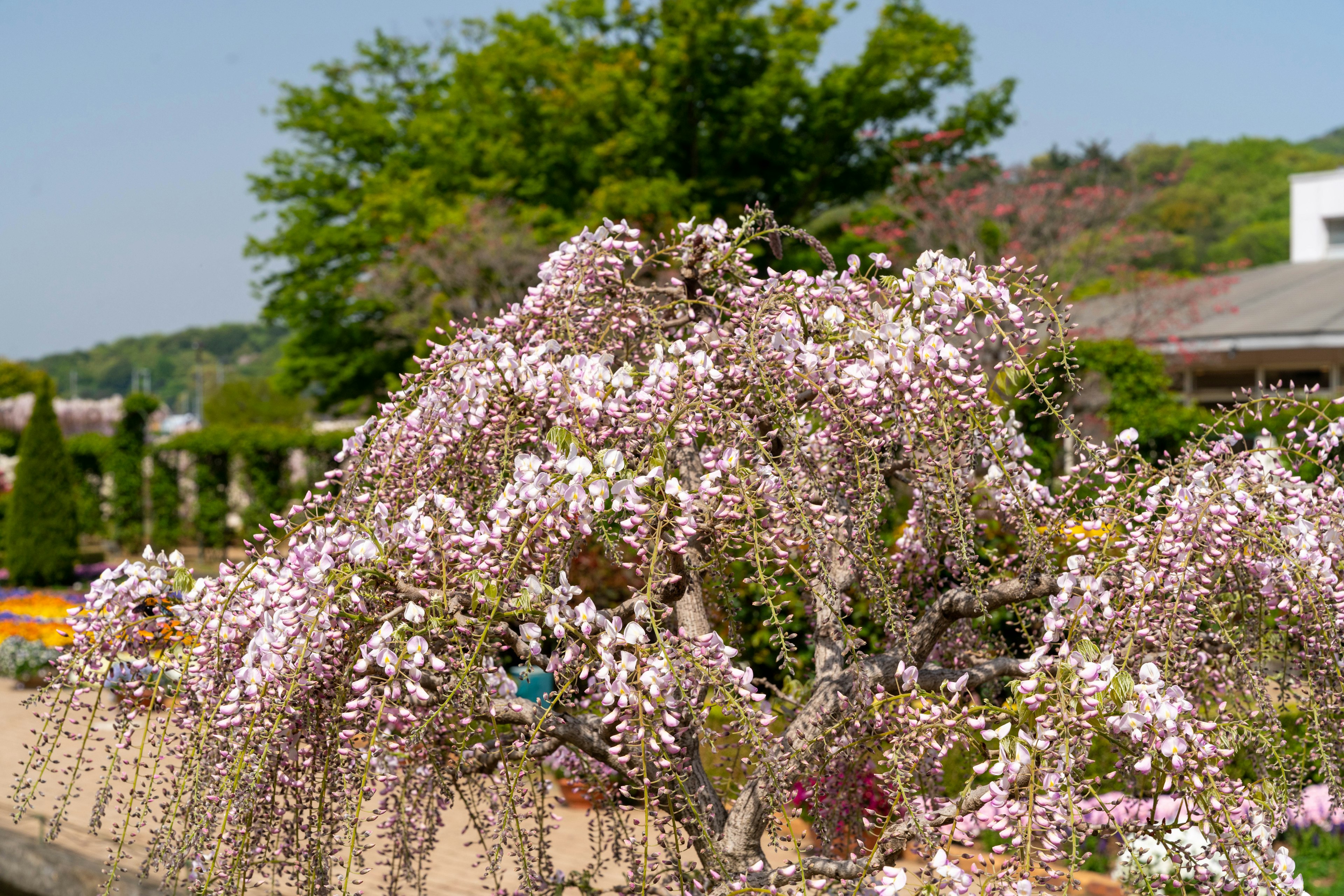 Arbre de glycine en fleurs avec un arrière-plan vert