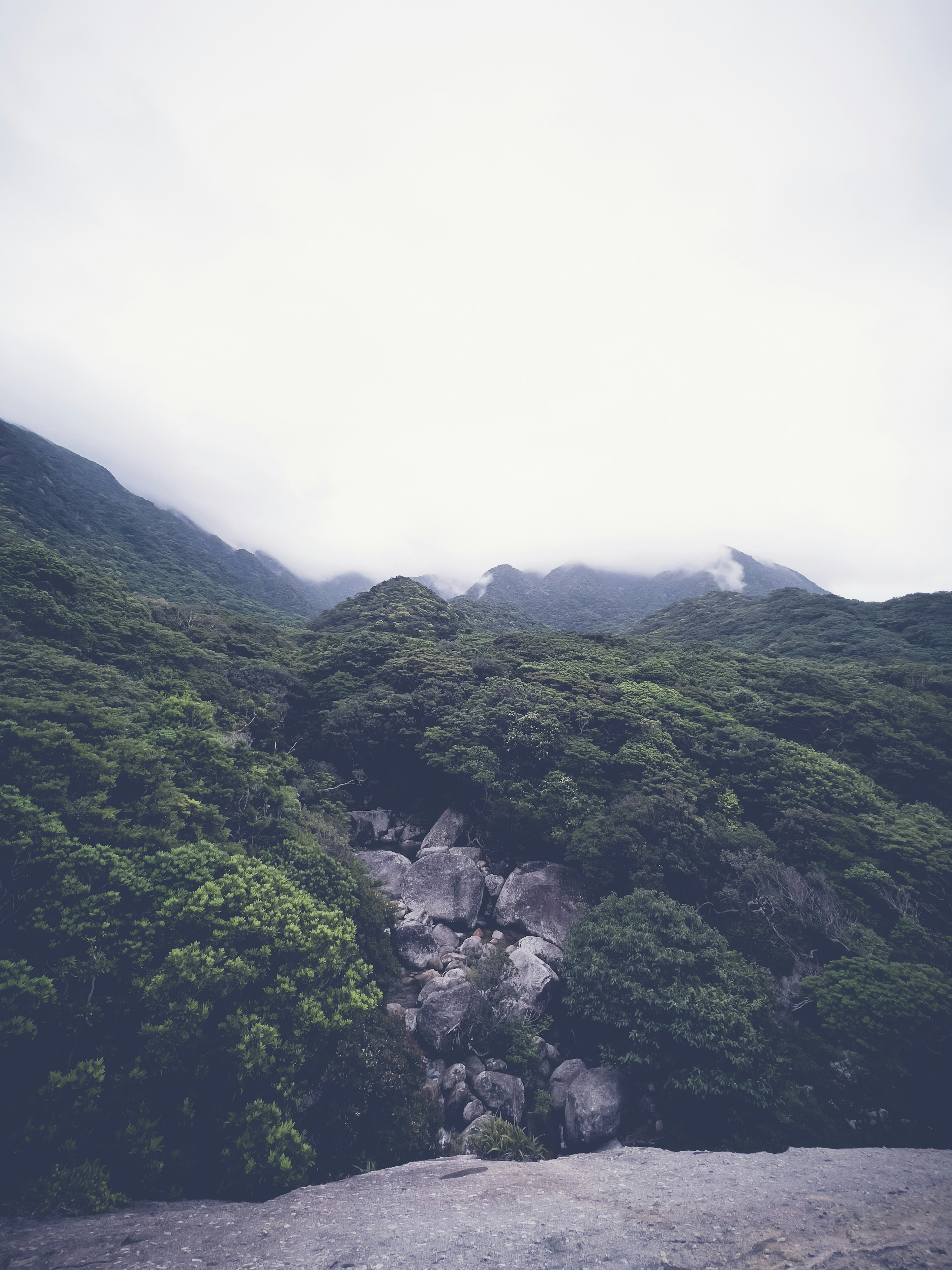 Fog-covered mountains with lush greenery in the landscape