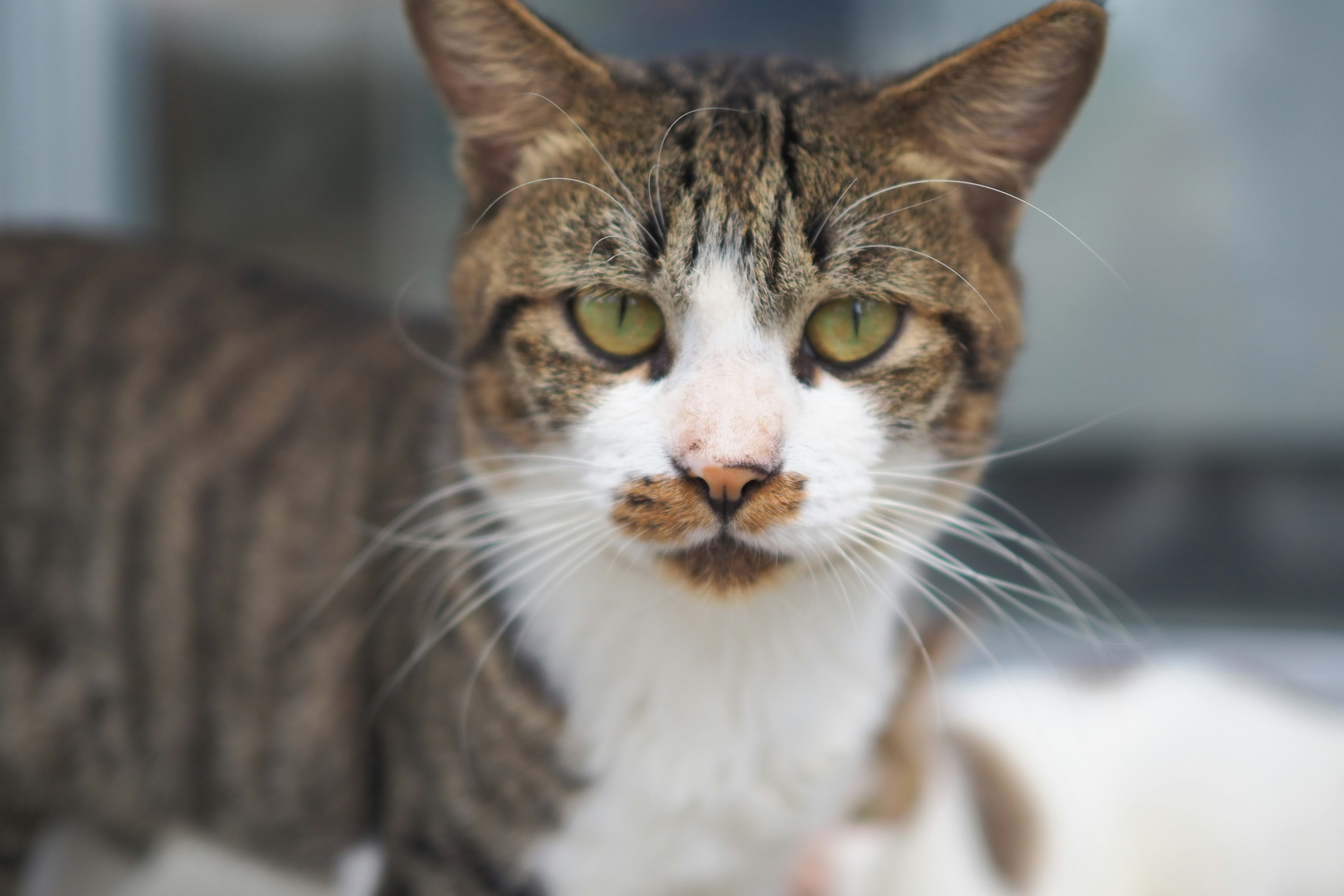 Gambar close-up wajah kucing dengan mata hijau cerah dan bulu bergaris