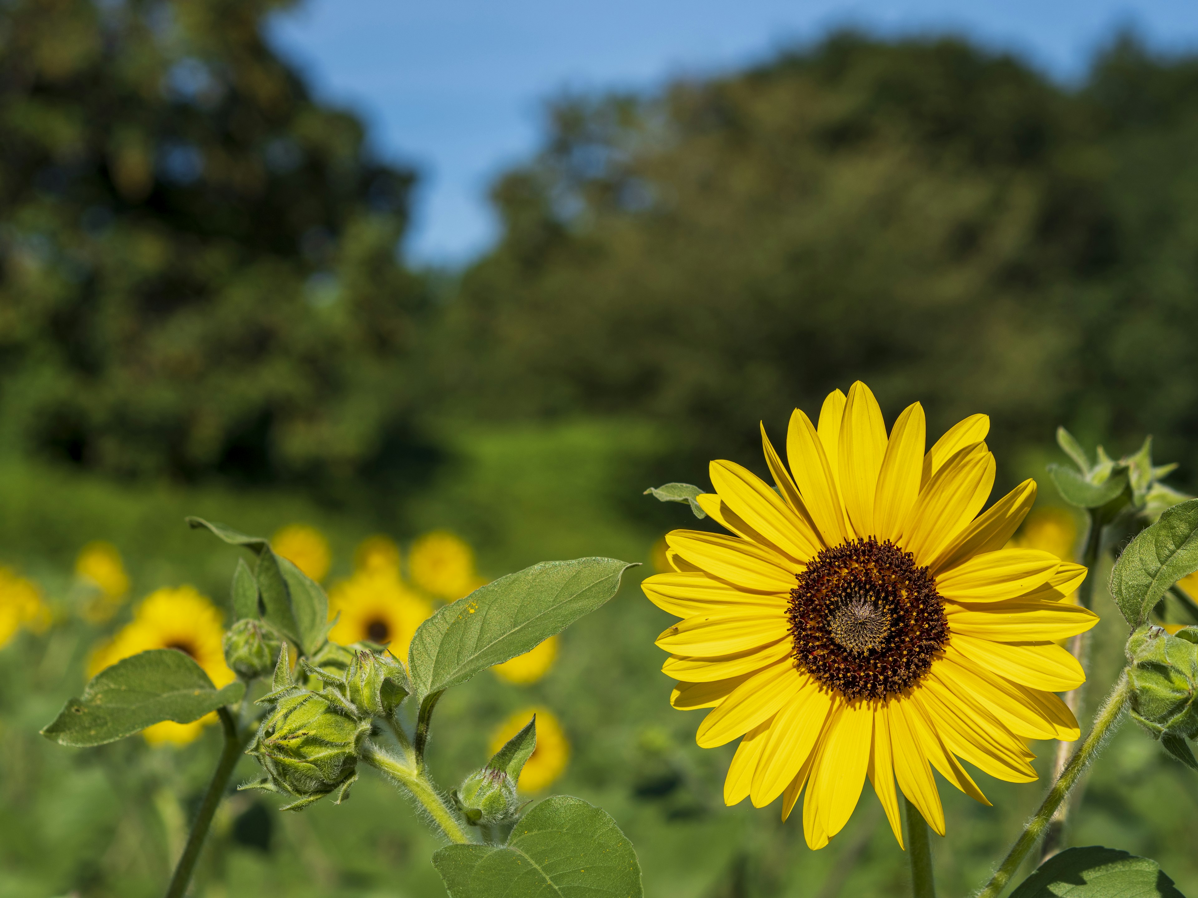 Close-up photo of a sunflower blooming under a blue sky