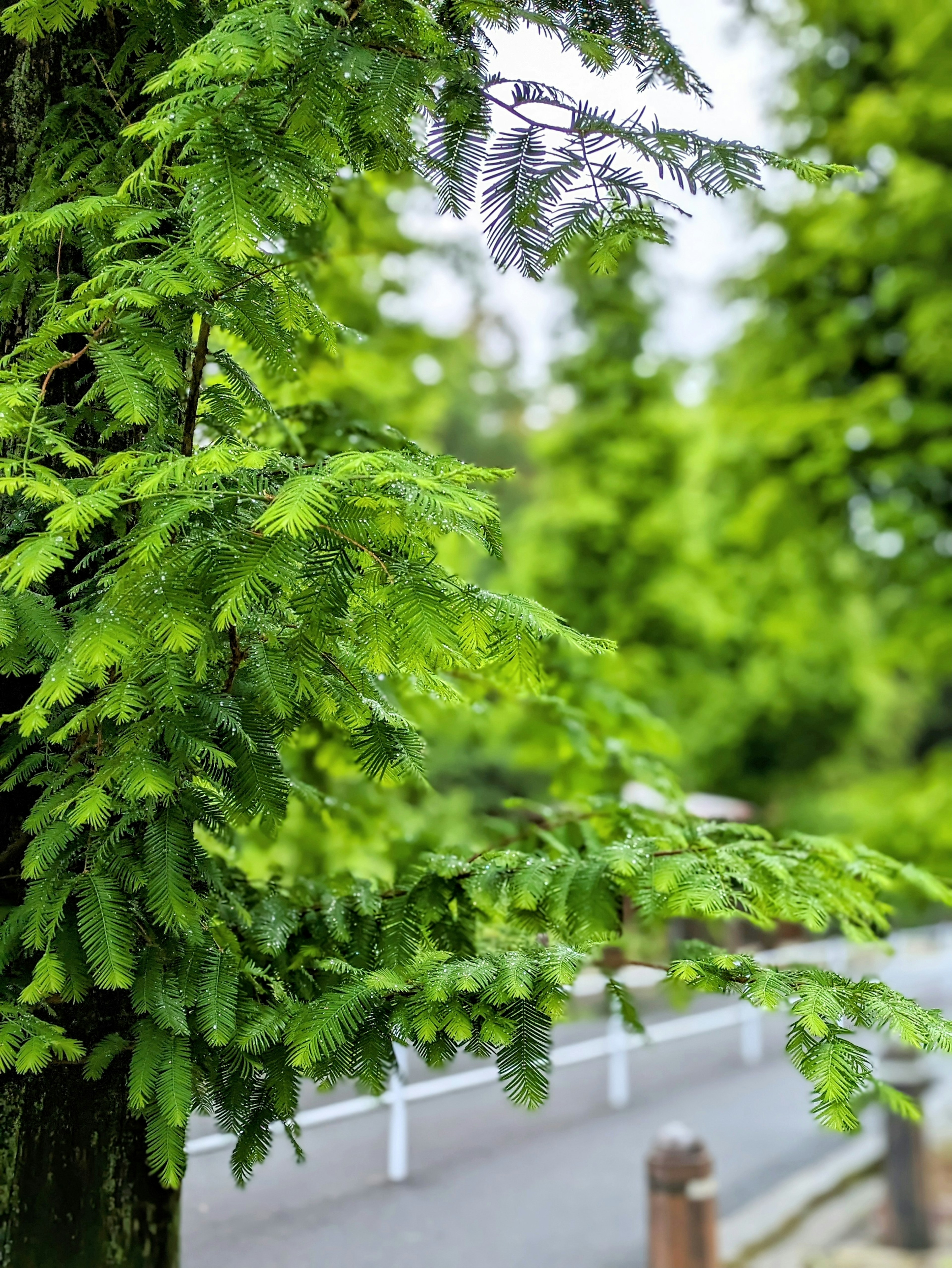 Hojas de árbol verdes exuberantes con un paisaje desenfocado de fondo