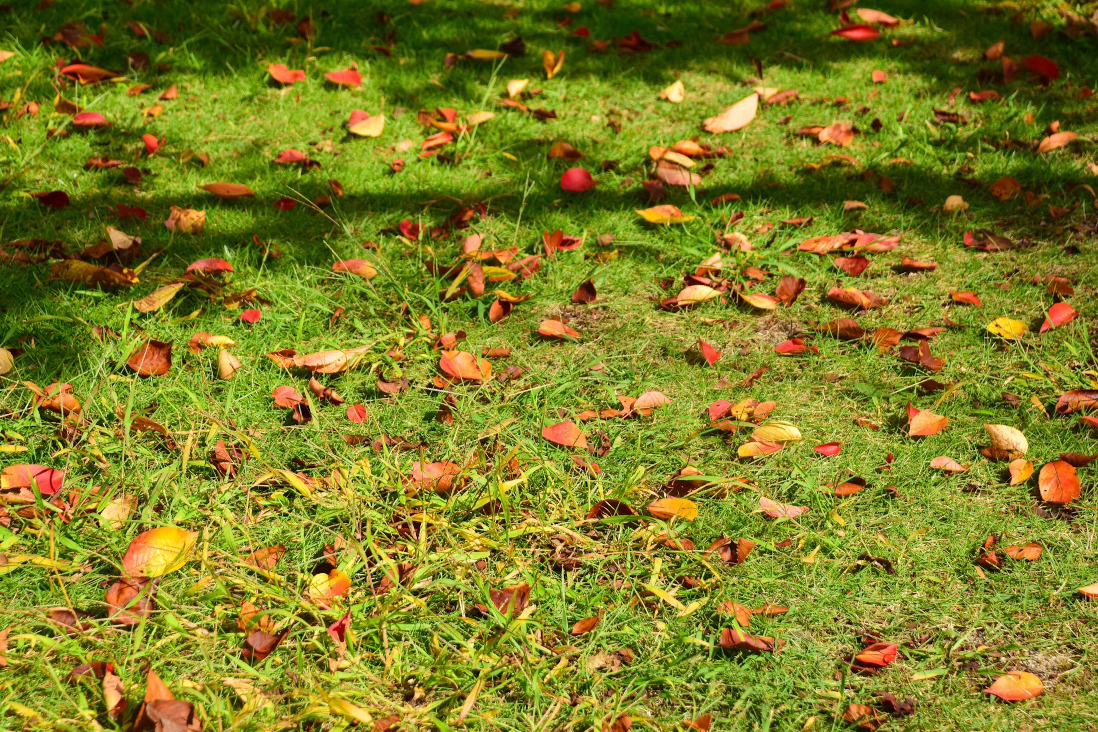 Bunte Herbstblätter, die auf grünem Gras verstreut sind