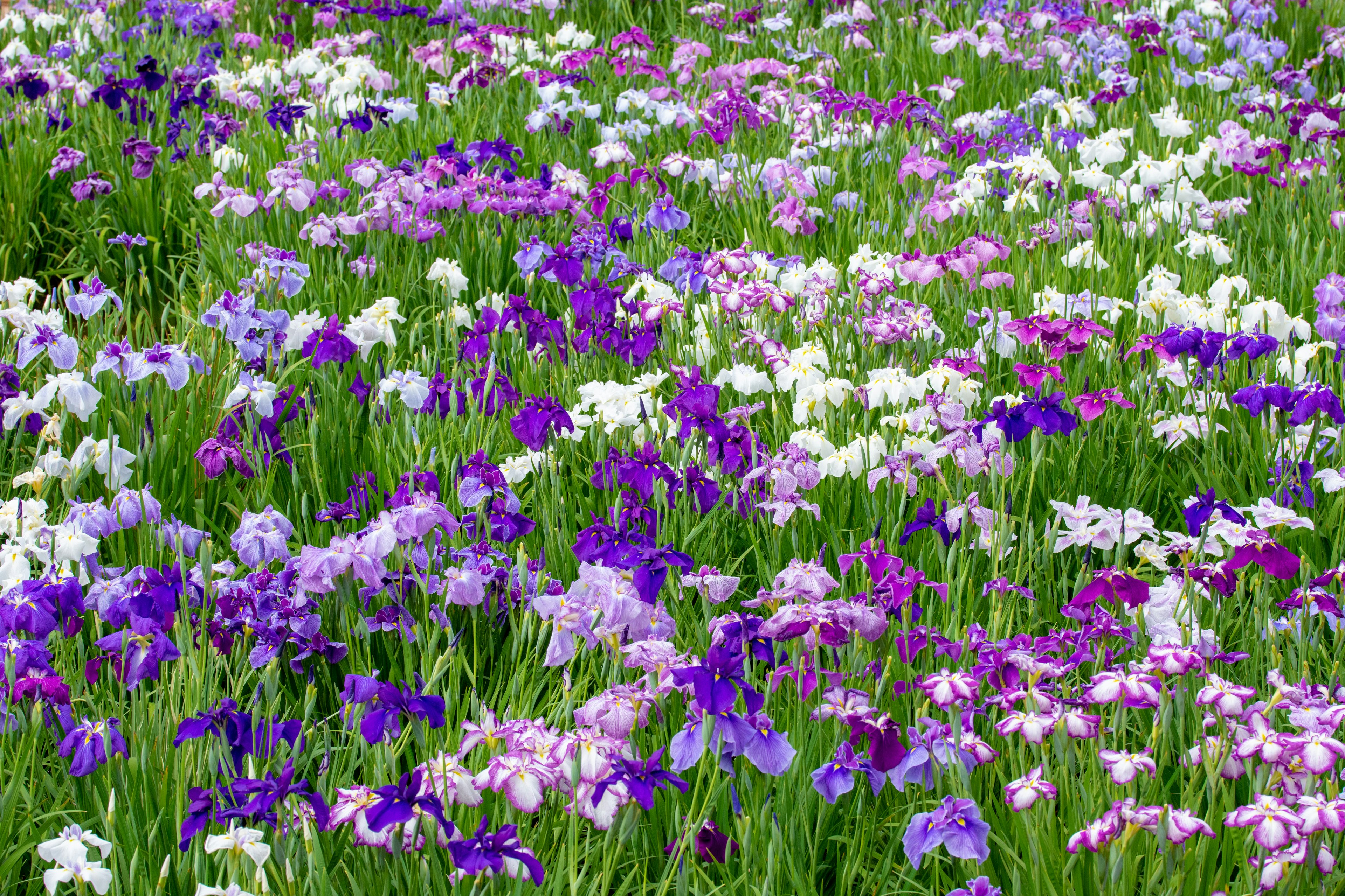 Un bellissimo campo di fiori con fiori viola e bianchi