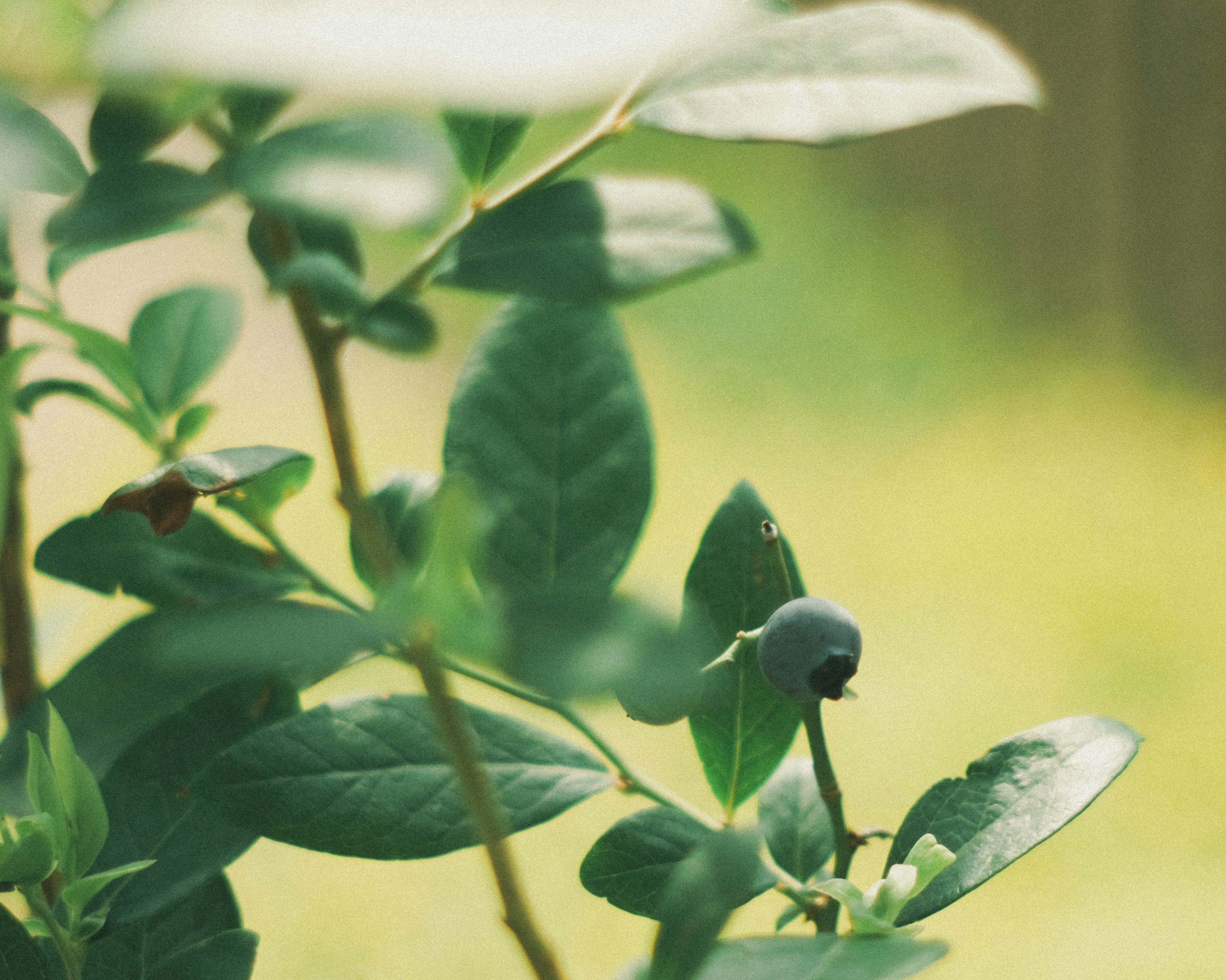 Gros plan d'une plante avec des feuilles vertes et une myrtille bleue