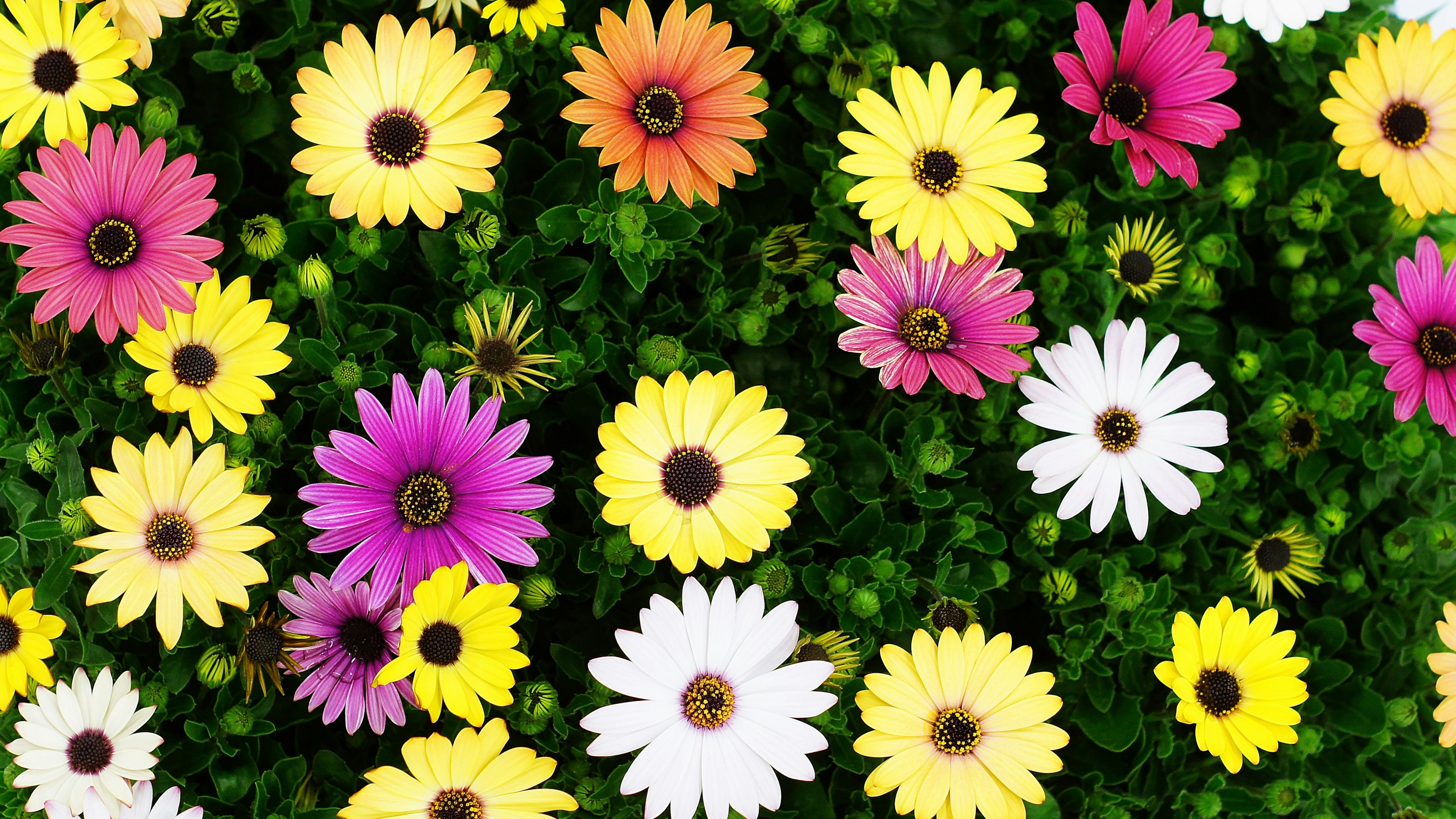 A vibrant array of colorful flowers in bloom