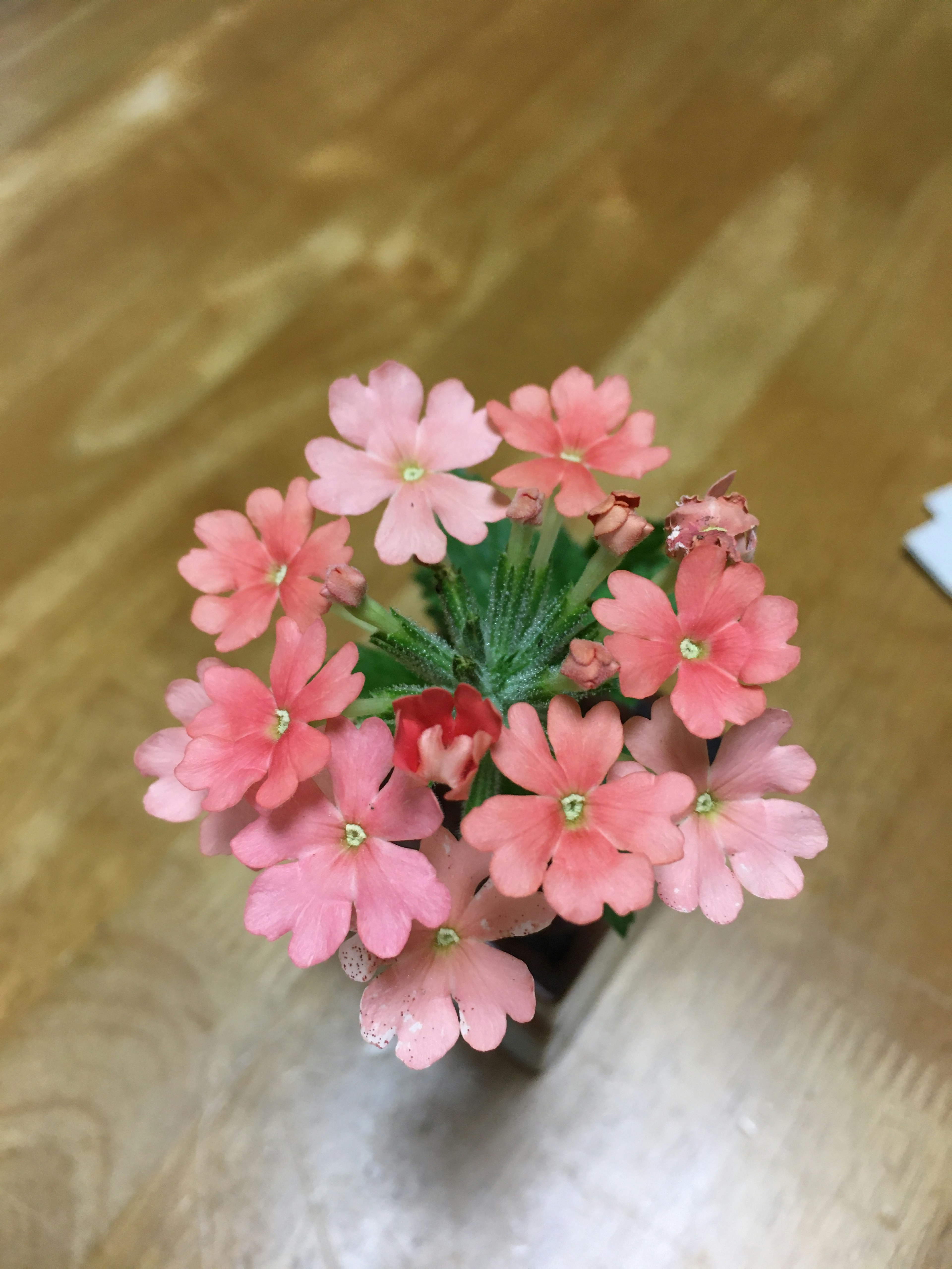 Pequeña planta en maceta con flores rosas