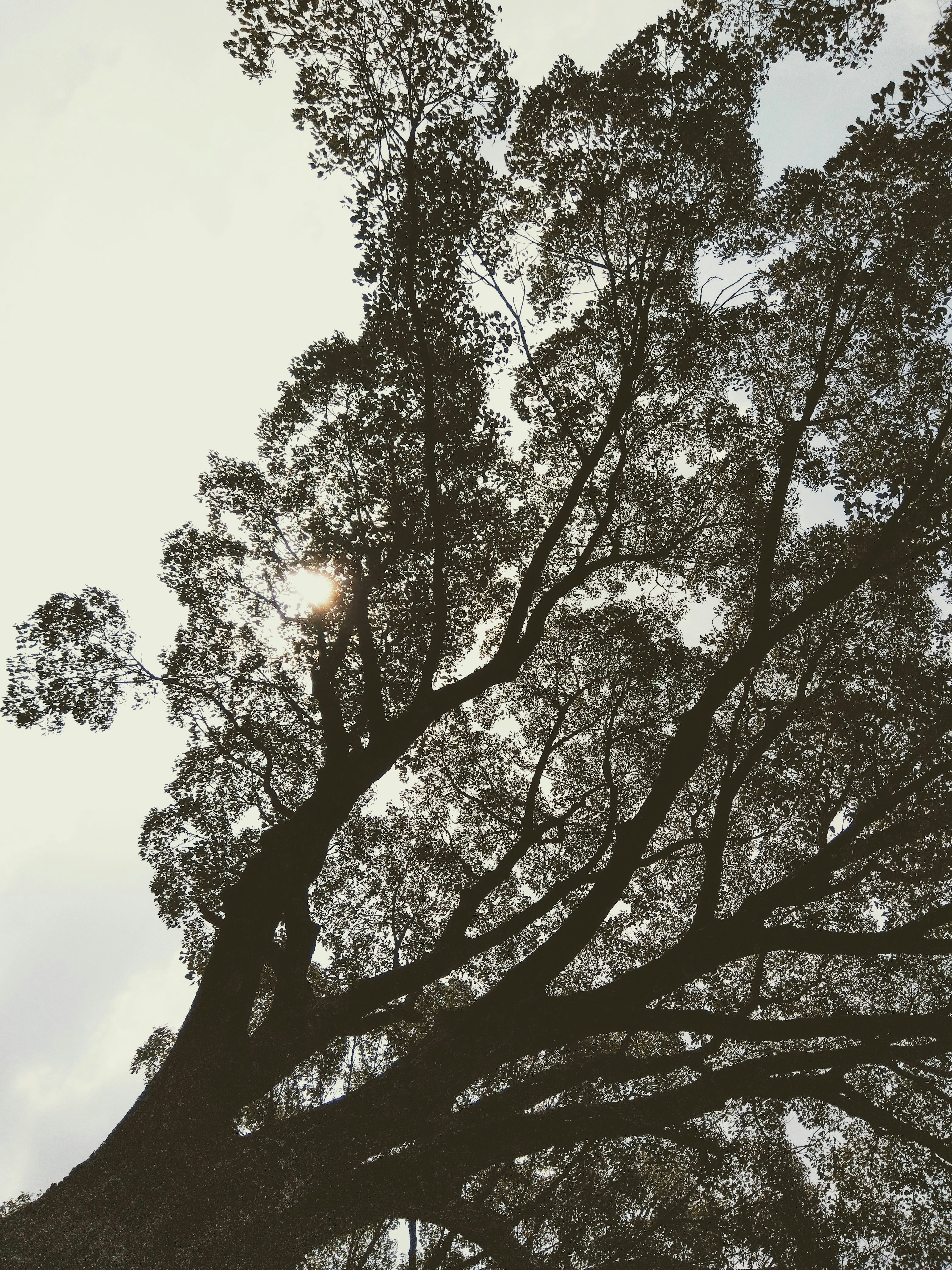 大きな木の枝が空に向かって伸びている写真