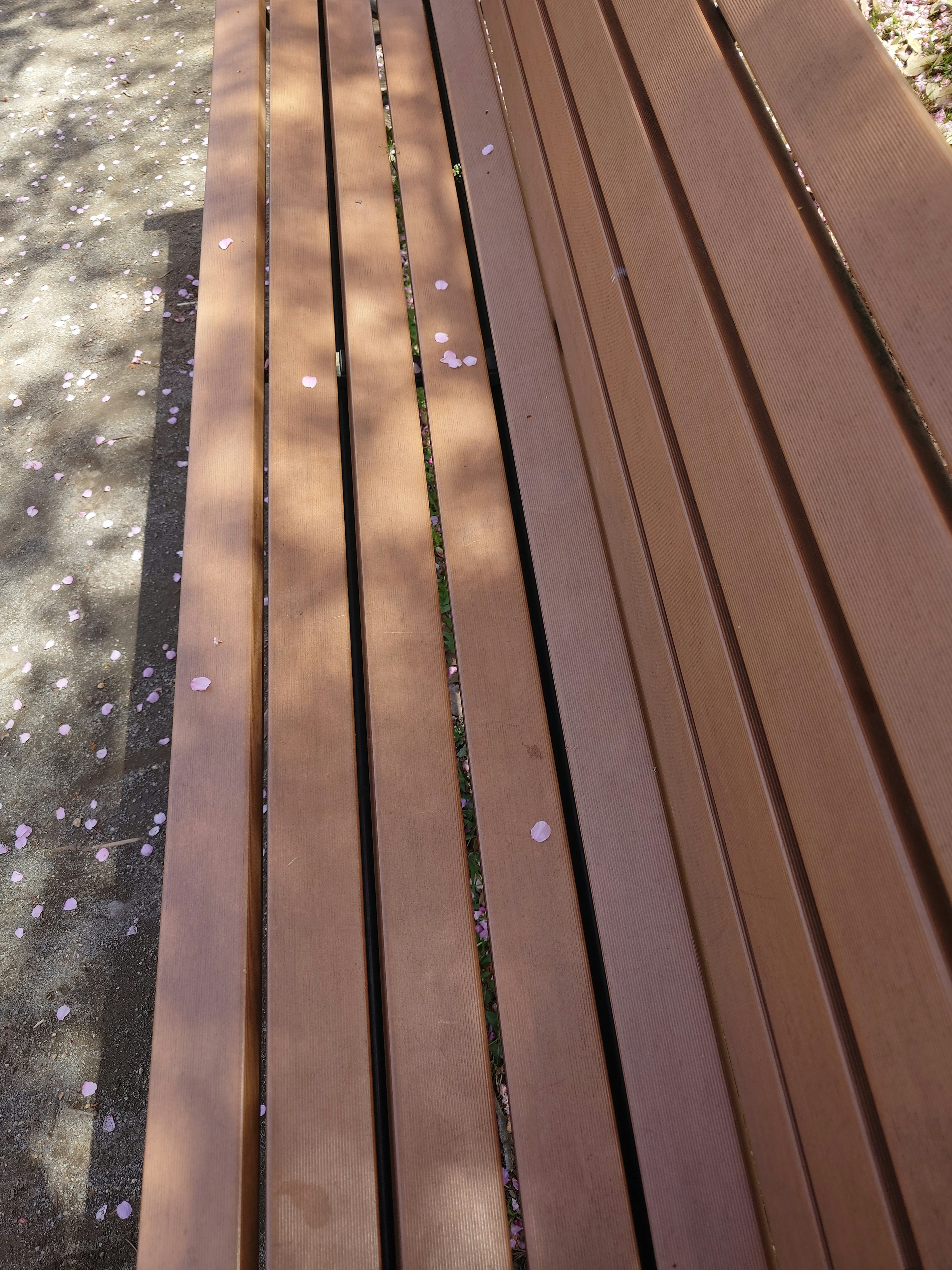 Wooden bench scattered with cherry blossom petals