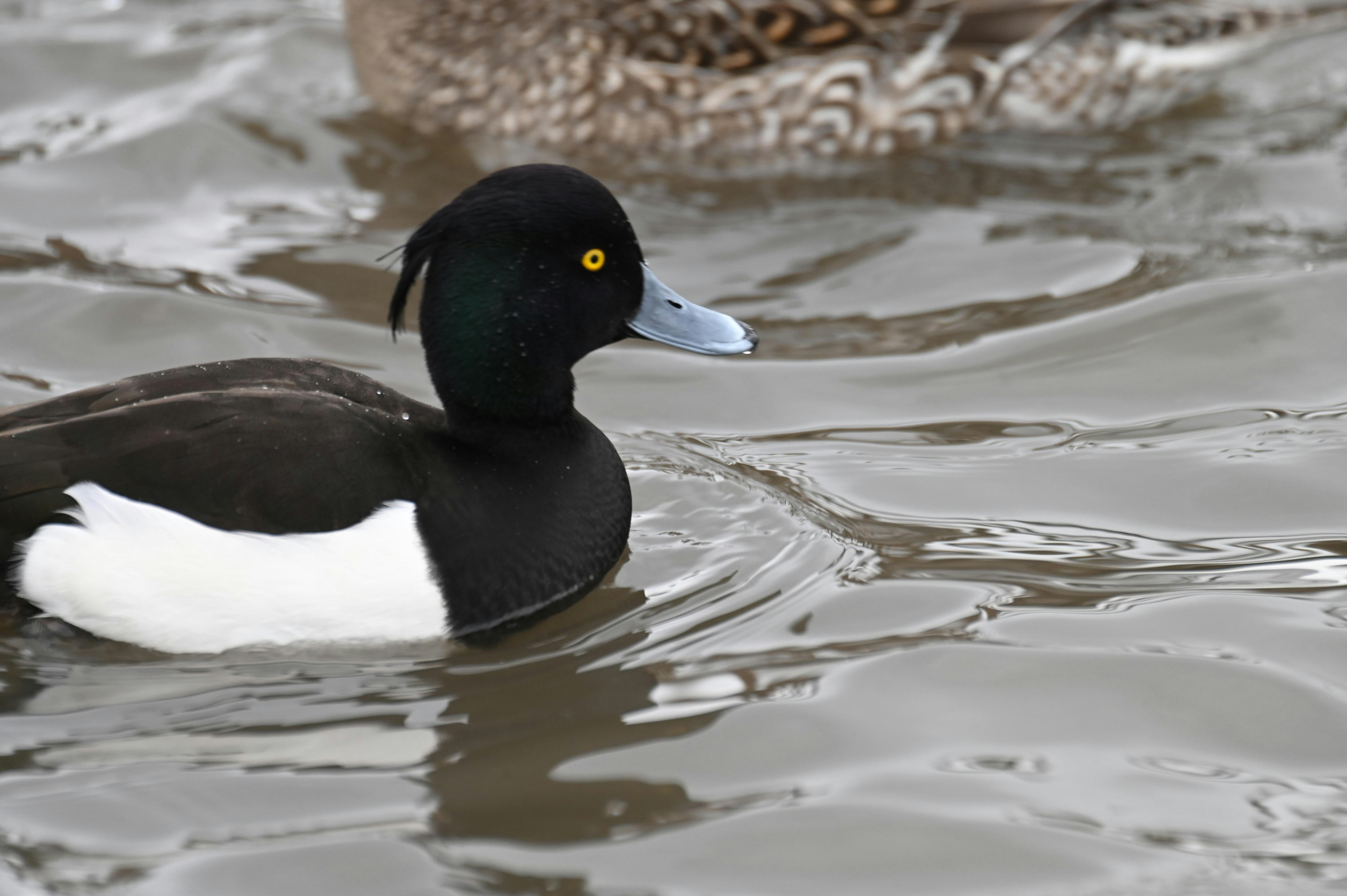 Ente schwimmt auf dem Wasser mit schwarzen und weißen Federn