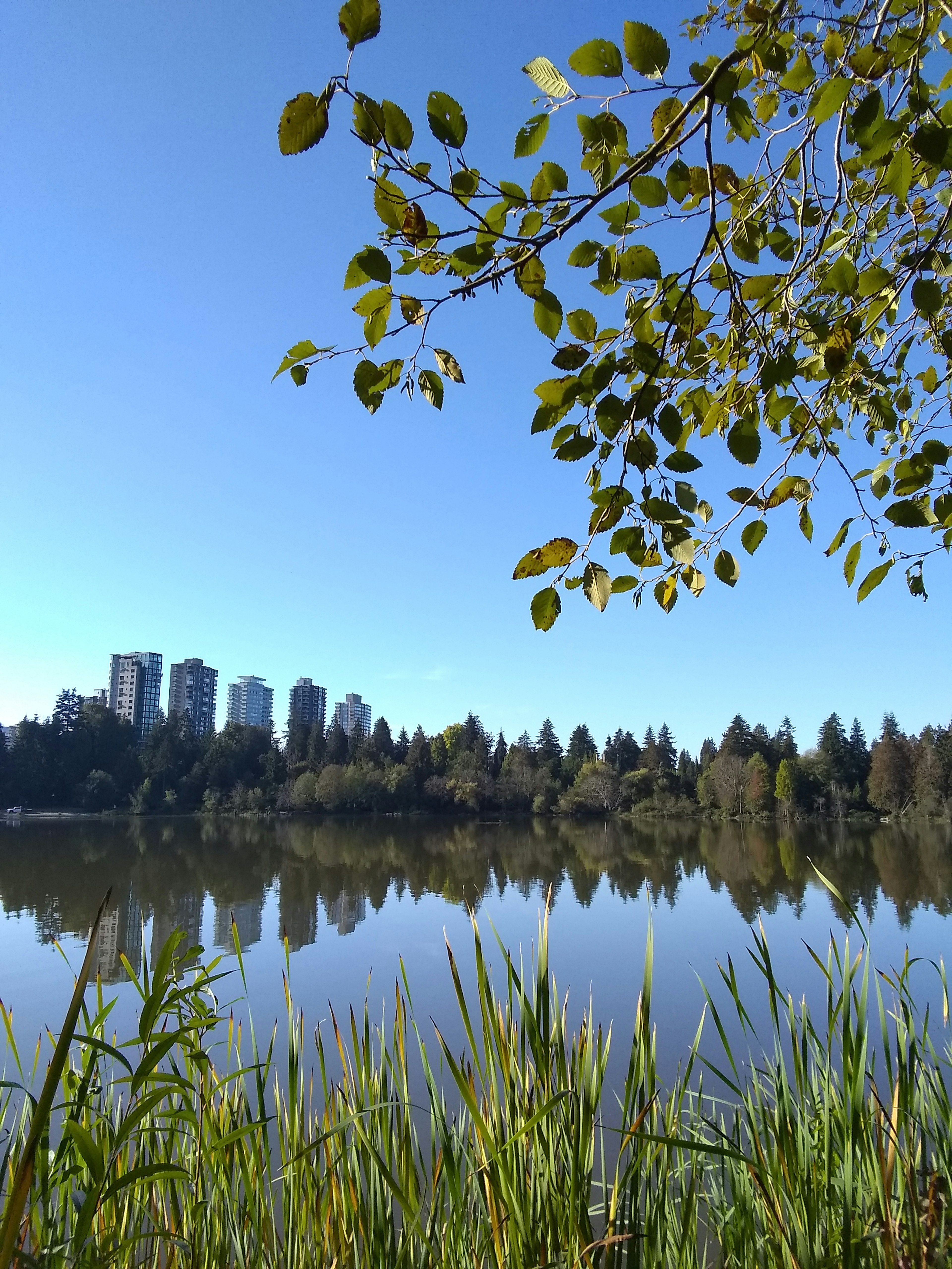 Scenic view of a lake reflecting blue sky and city skyline with lush greenery