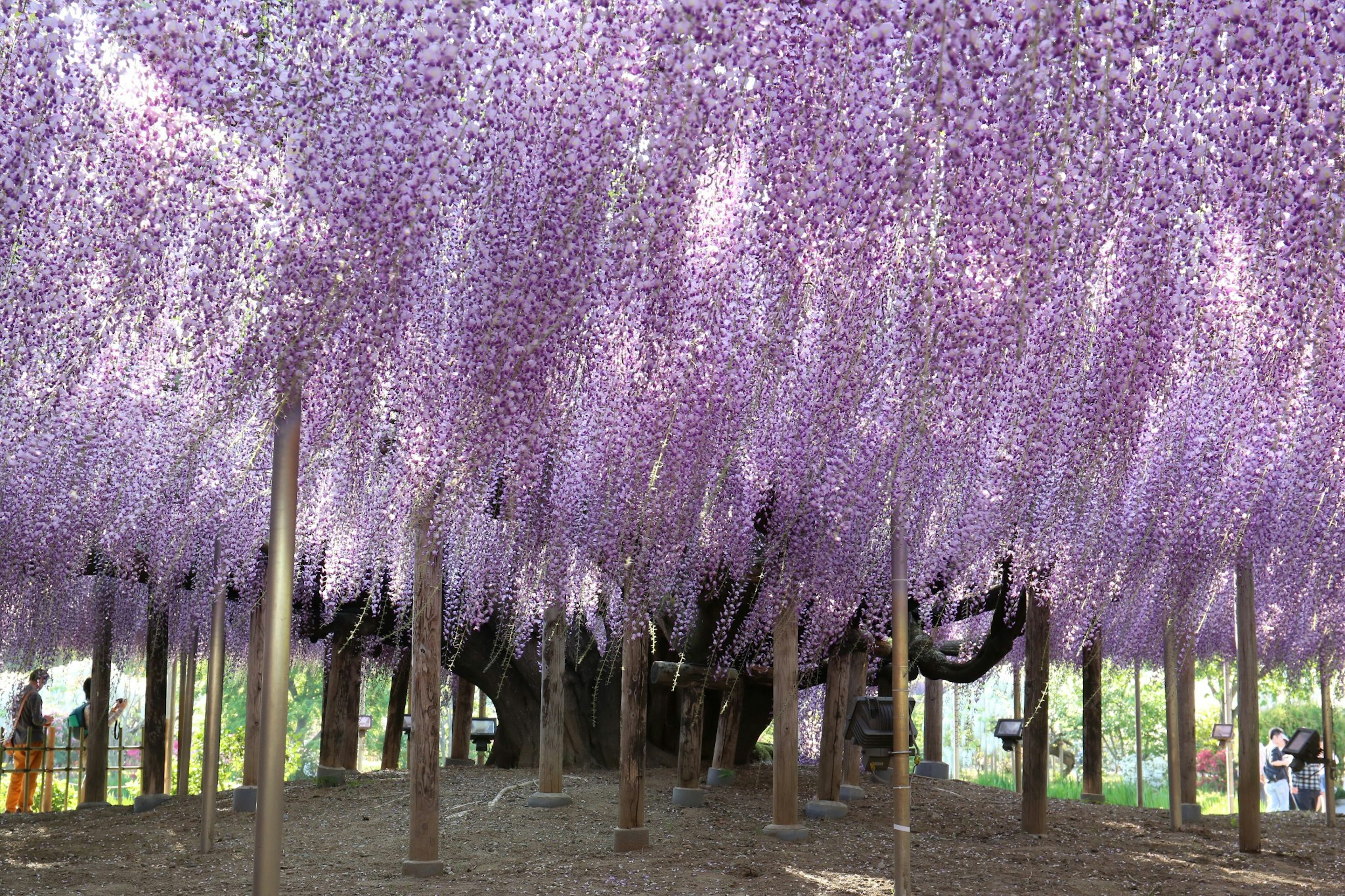 Eine Szene mit Menschen, die sich unter einem Wisteria-Baum mit herabhängenden lila Blumen versammeln