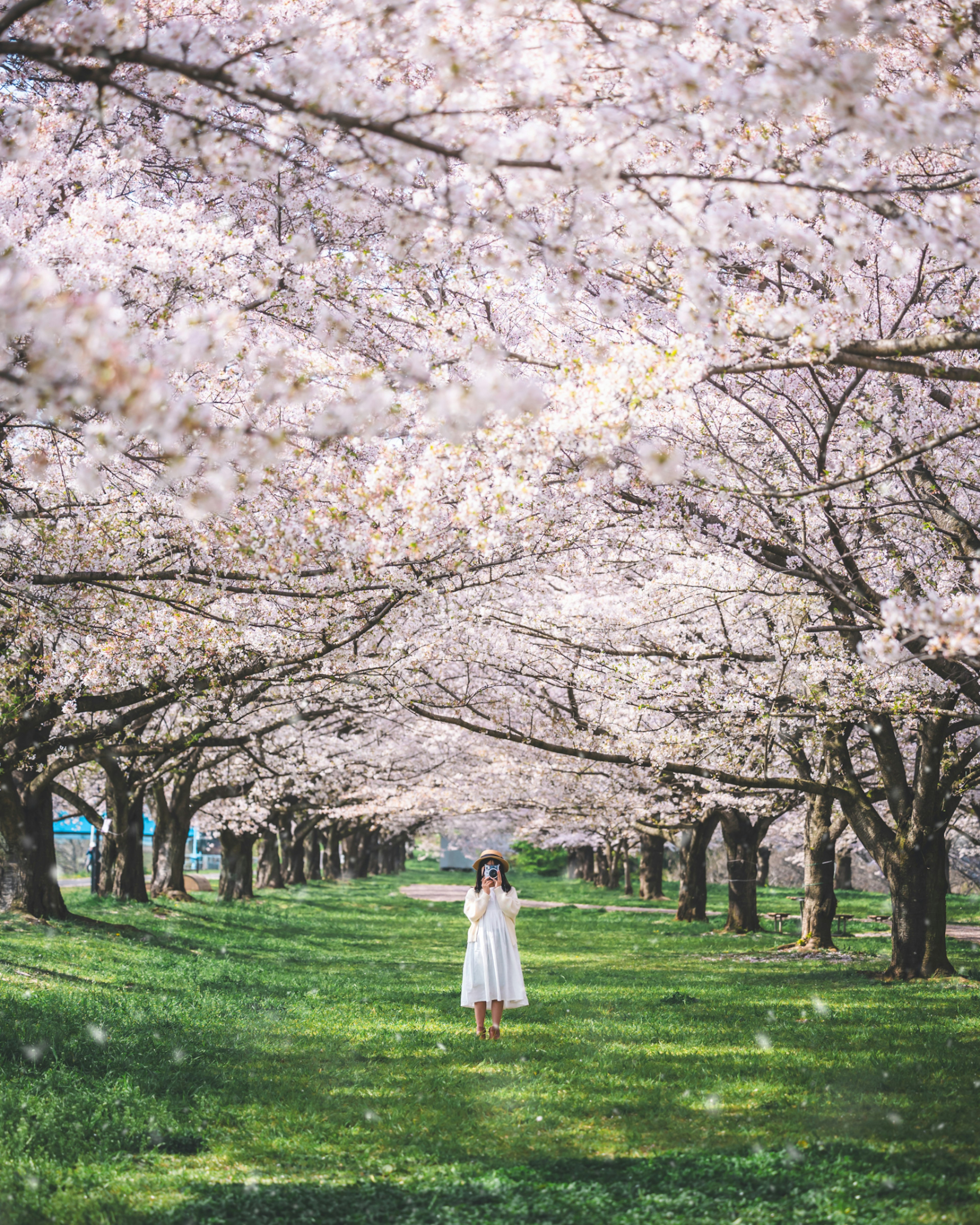 Una donna in un vestito bianco che si trova sotto alberi di ciliegio in fiore