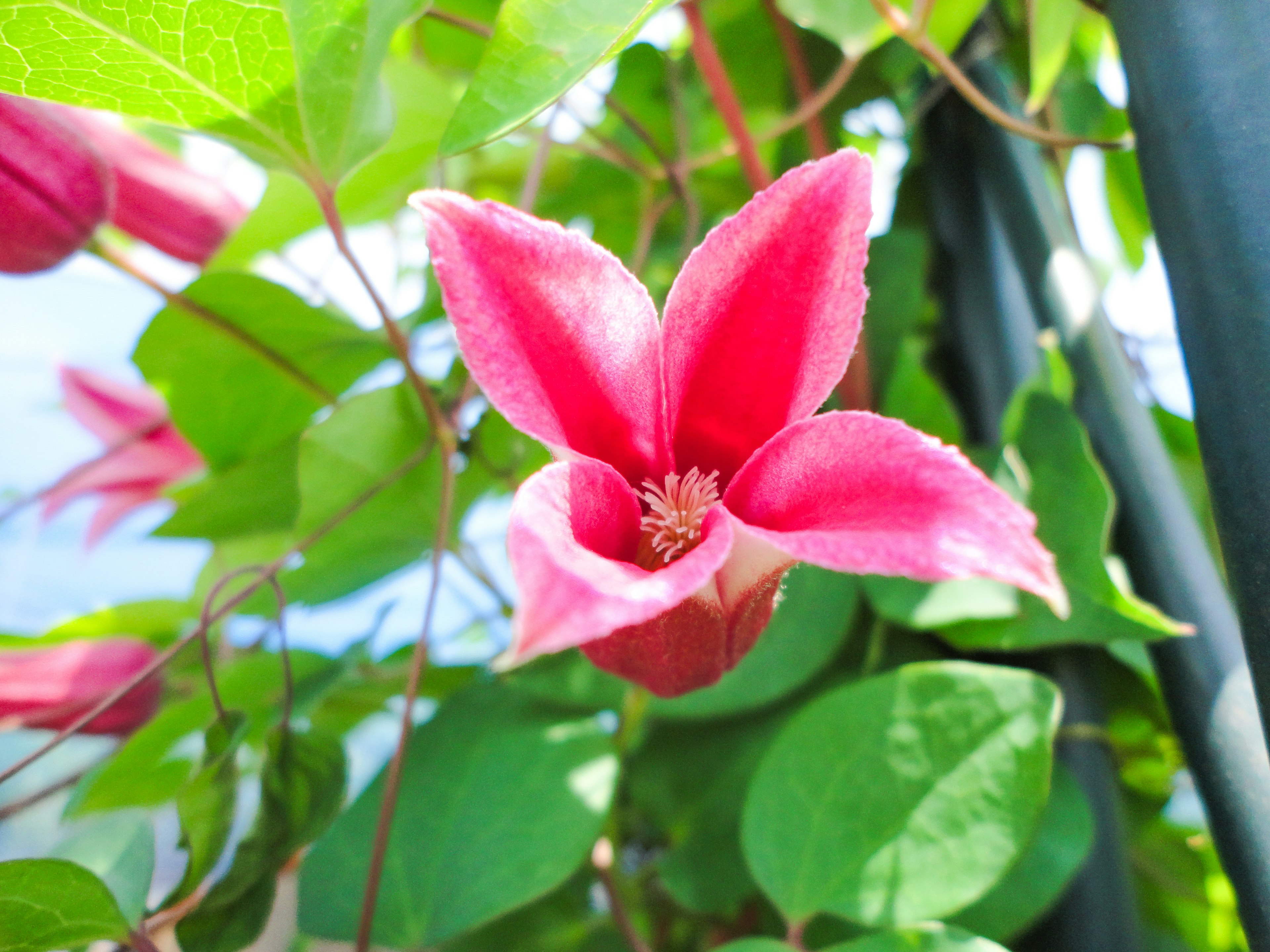 Close-up of a vibrant pink flower with green leaves