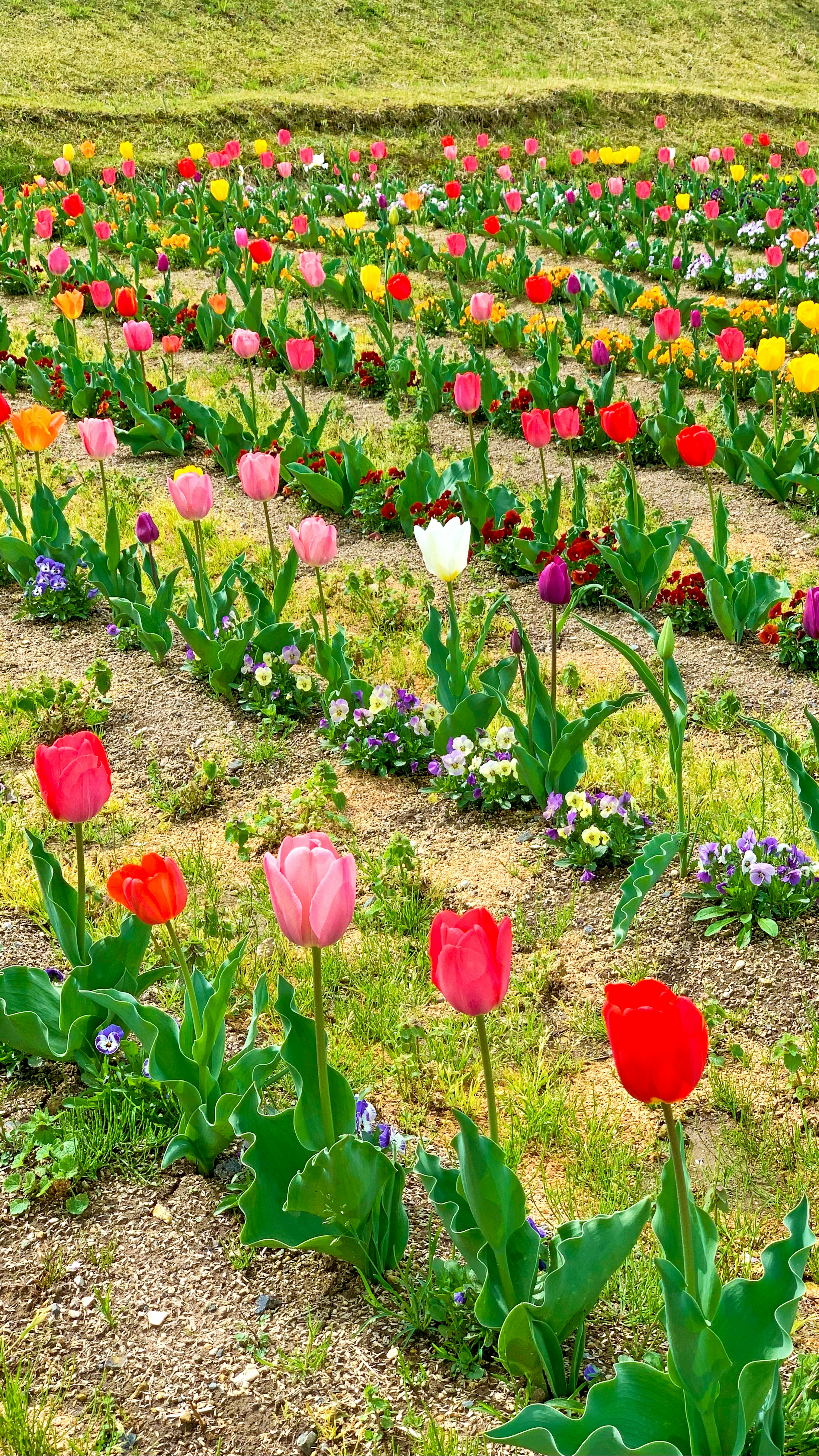 Champs de tulipes colorées avec diverses fleurs en pleine floraison