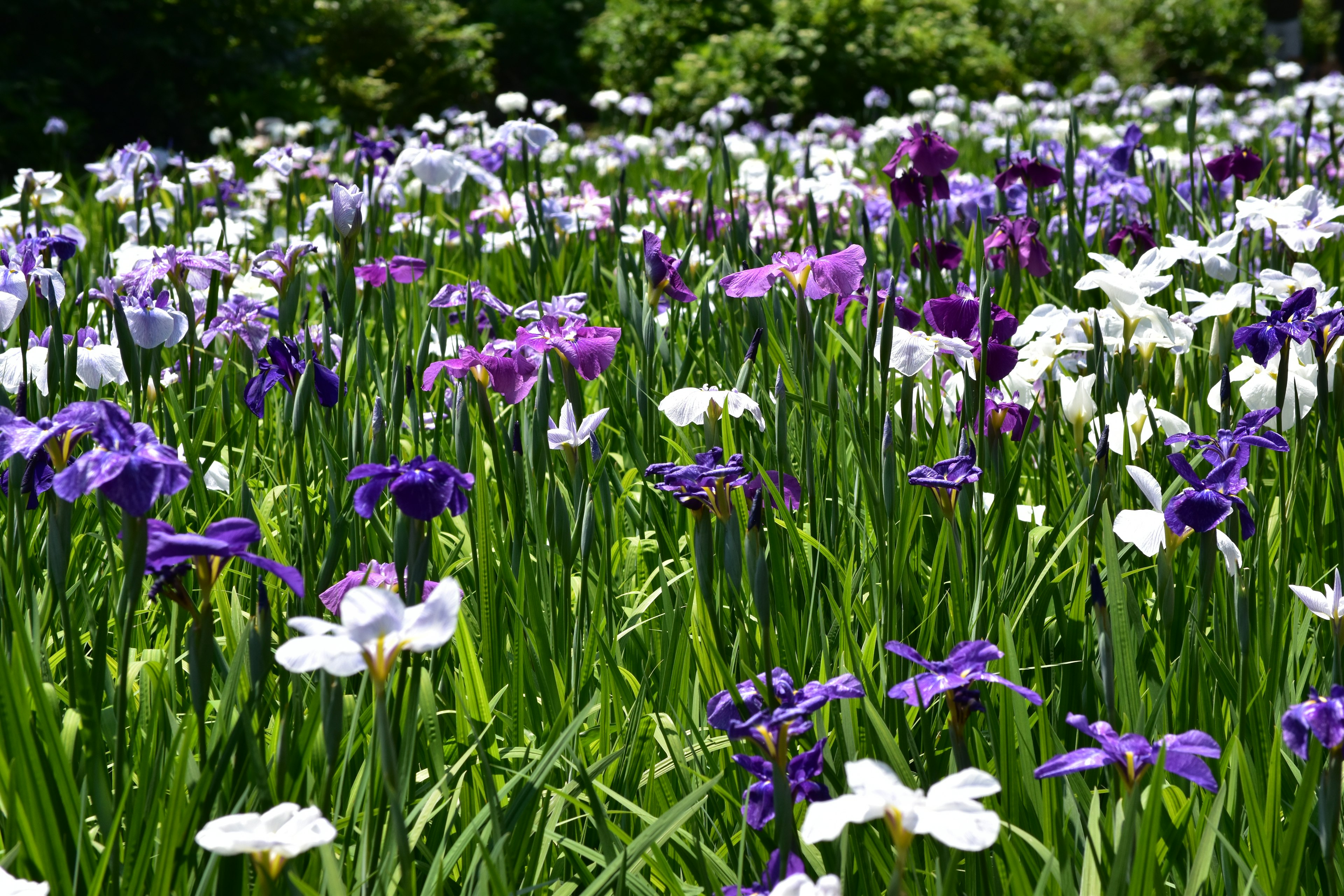 Campo vibrante di fiori viola e bianchi in piena fioritura