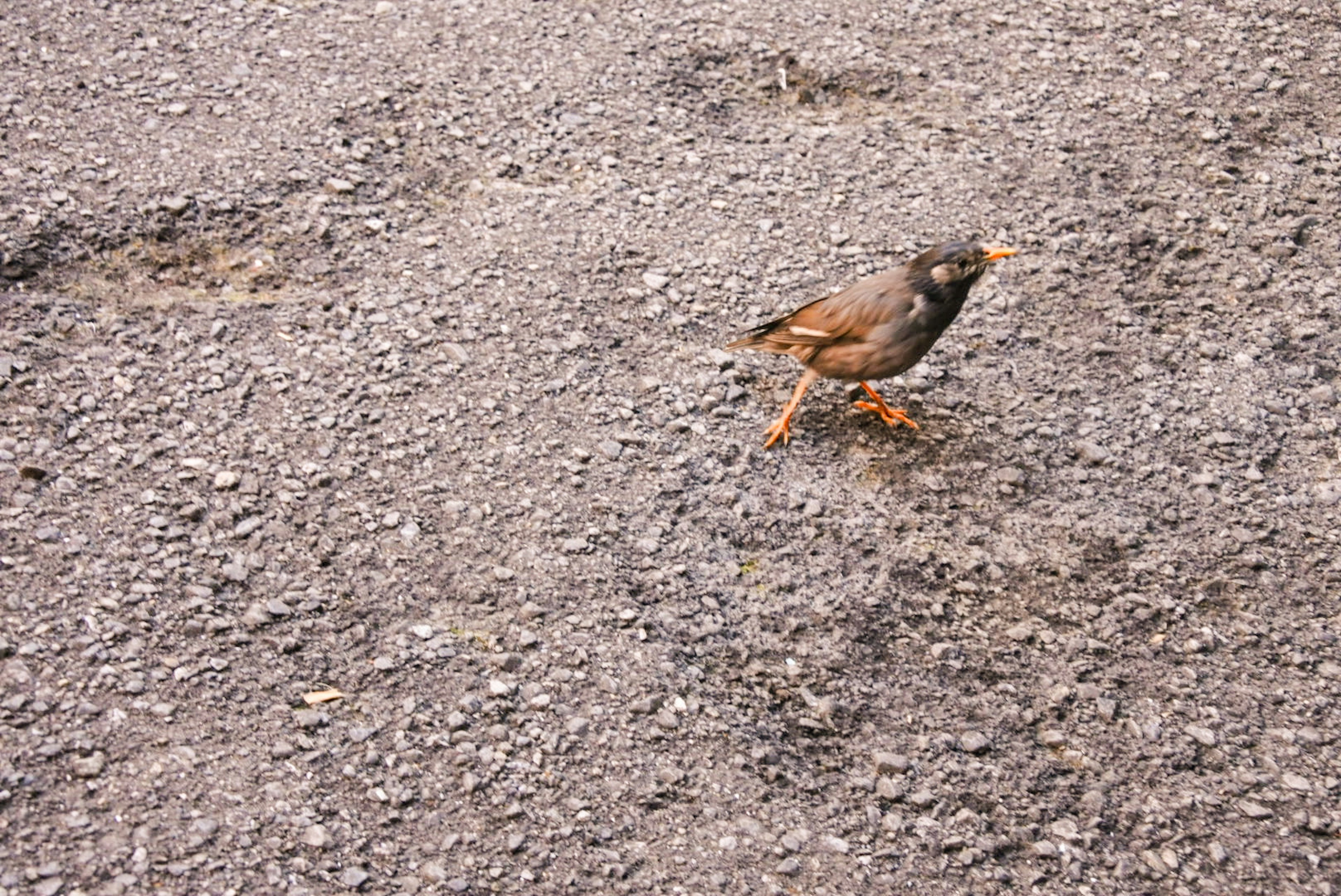 Uccello marrone che cammina sul terreno