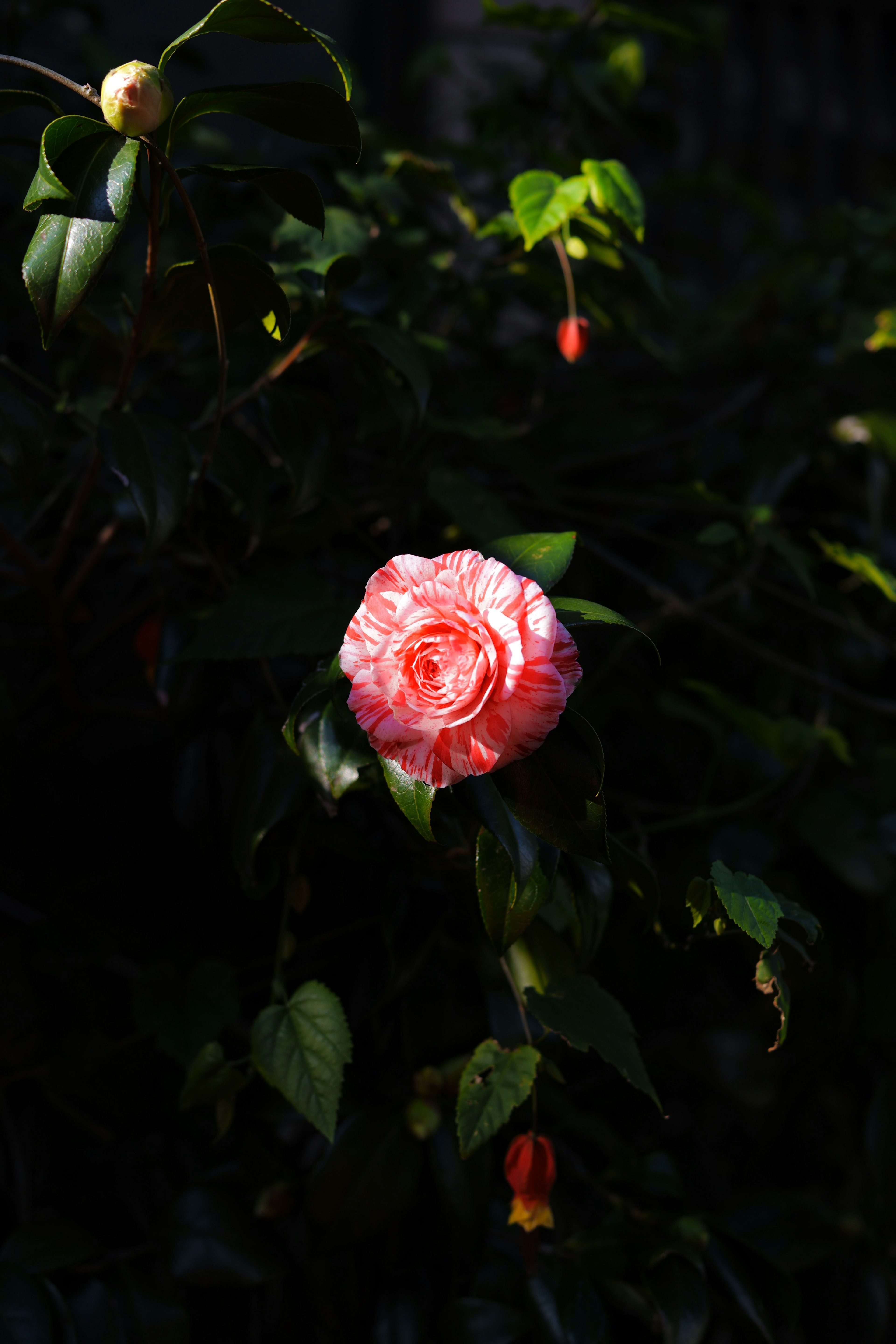 A soft pink rose blooming among green leaves