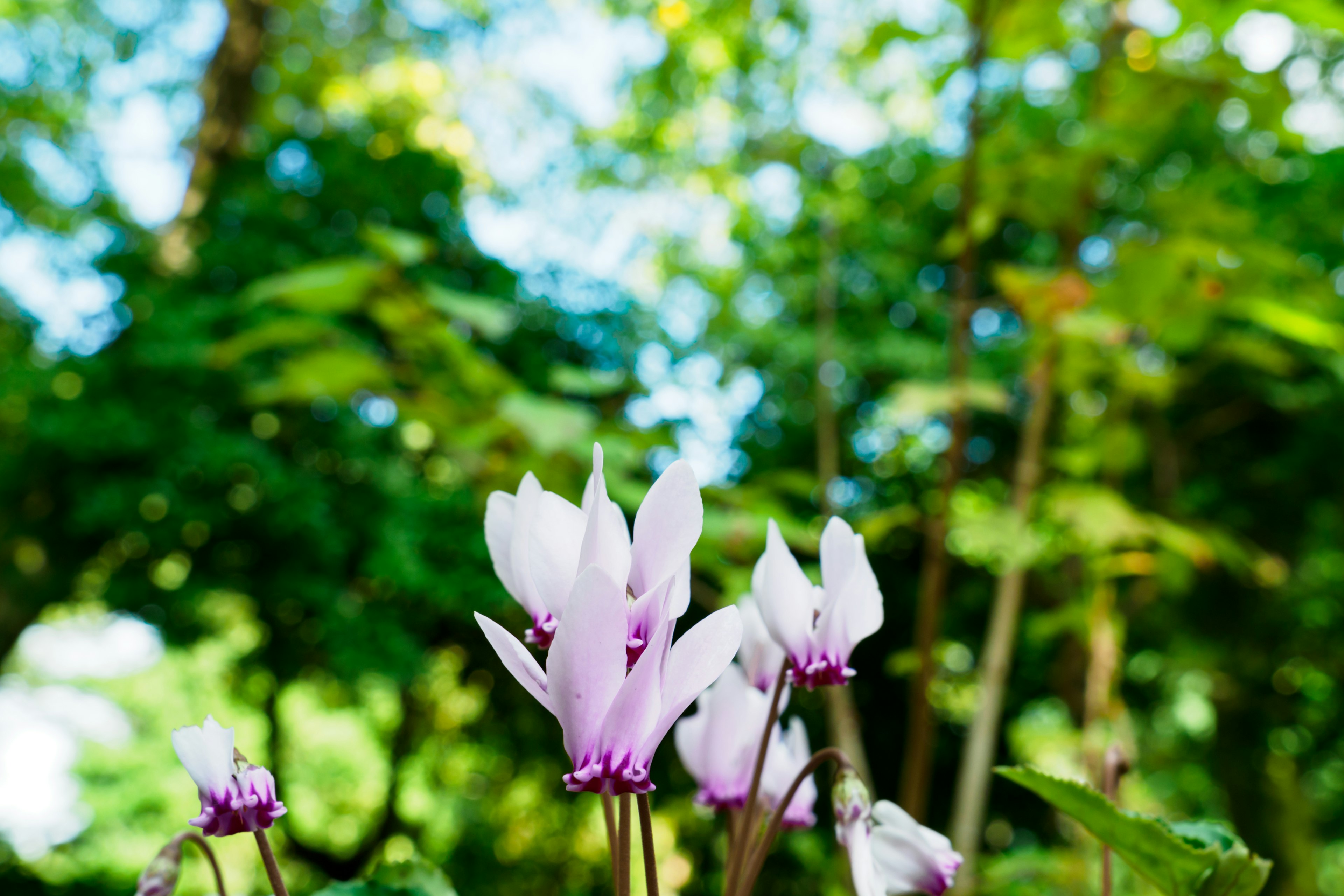 Cluster of cyclamen flowers with light purple petals against a green background