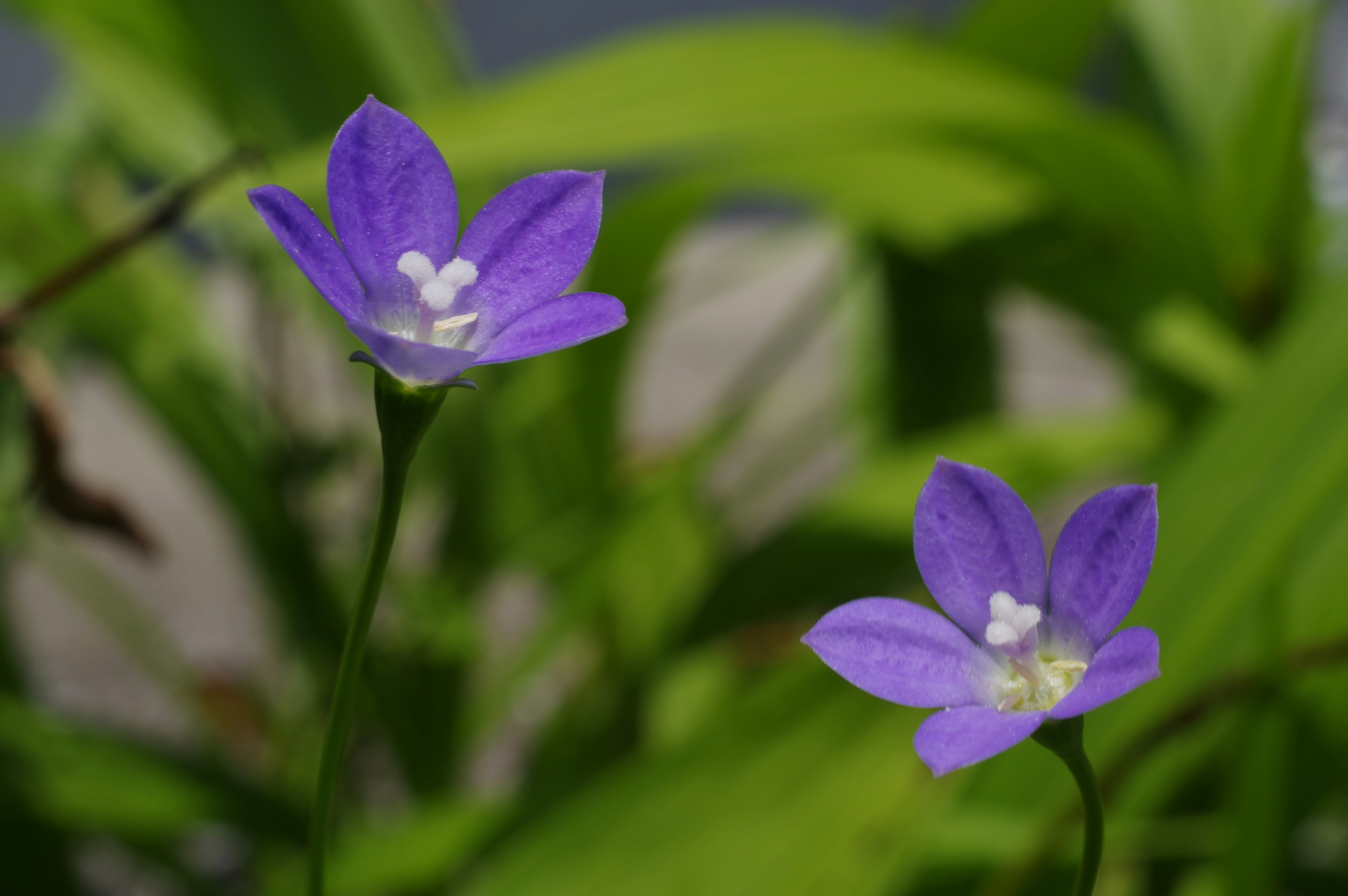 ภาพใกล้ชิดของดอกไม้สีม่วงพร้อมศูนย์สีขาวล้อมรอบด้วยใบสีเขียว