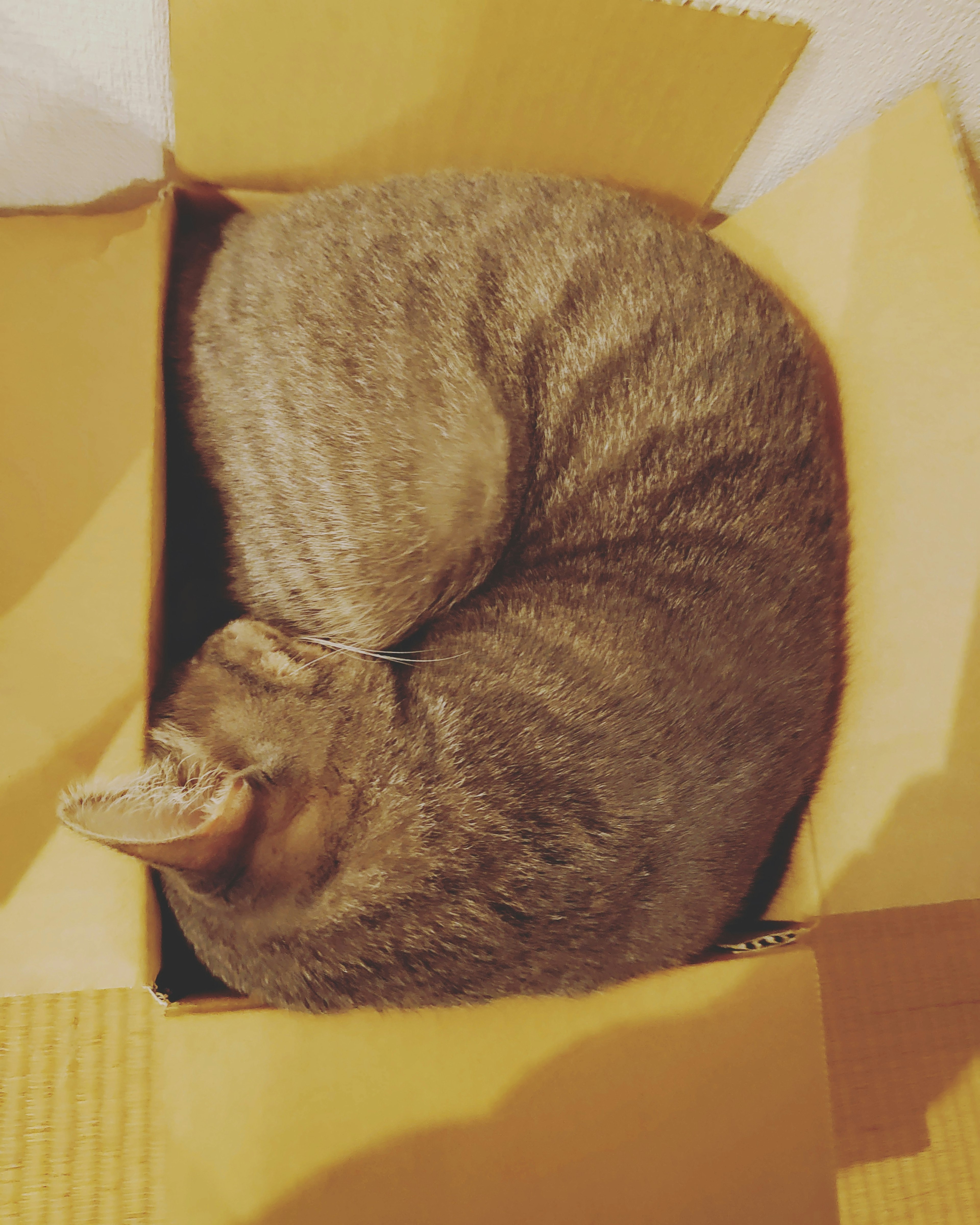 Un gato acurrucado durmiendo dentro de una caja de cartón