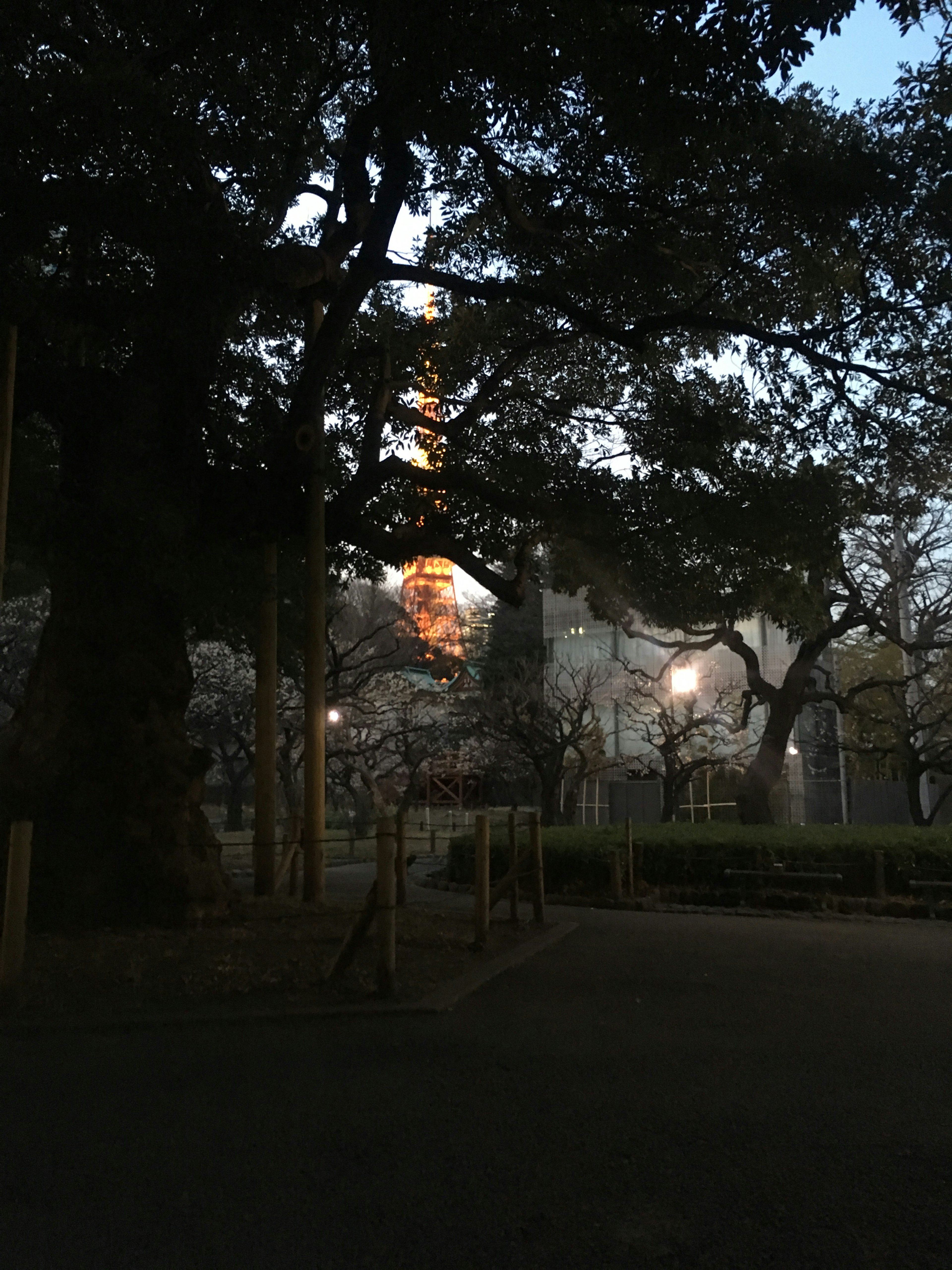 夕暮れ時の公園に立つ大きな木とその奥に見える塔