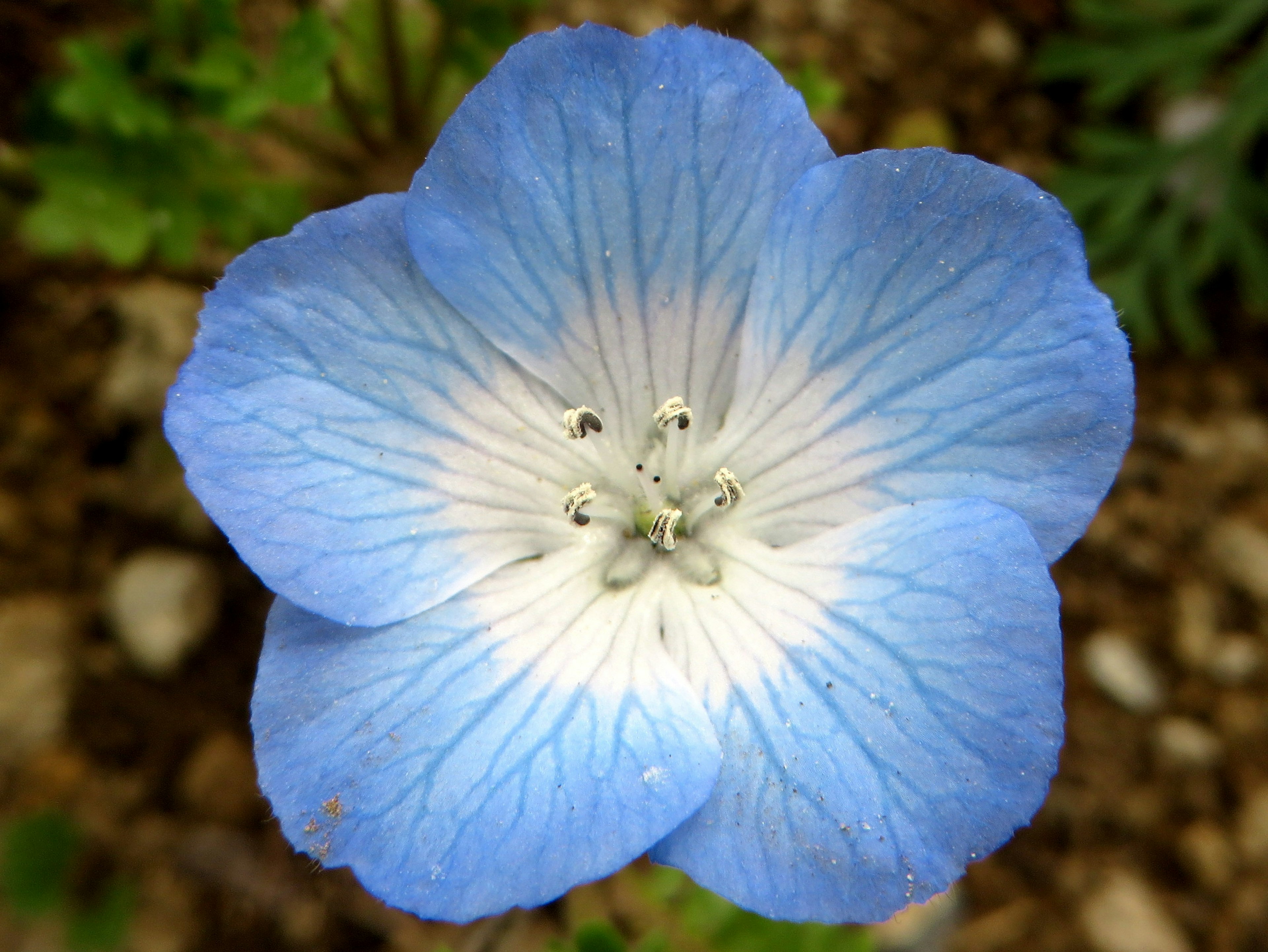 Primer plano de una flor azul con un centro blanco y pétalos texturizados