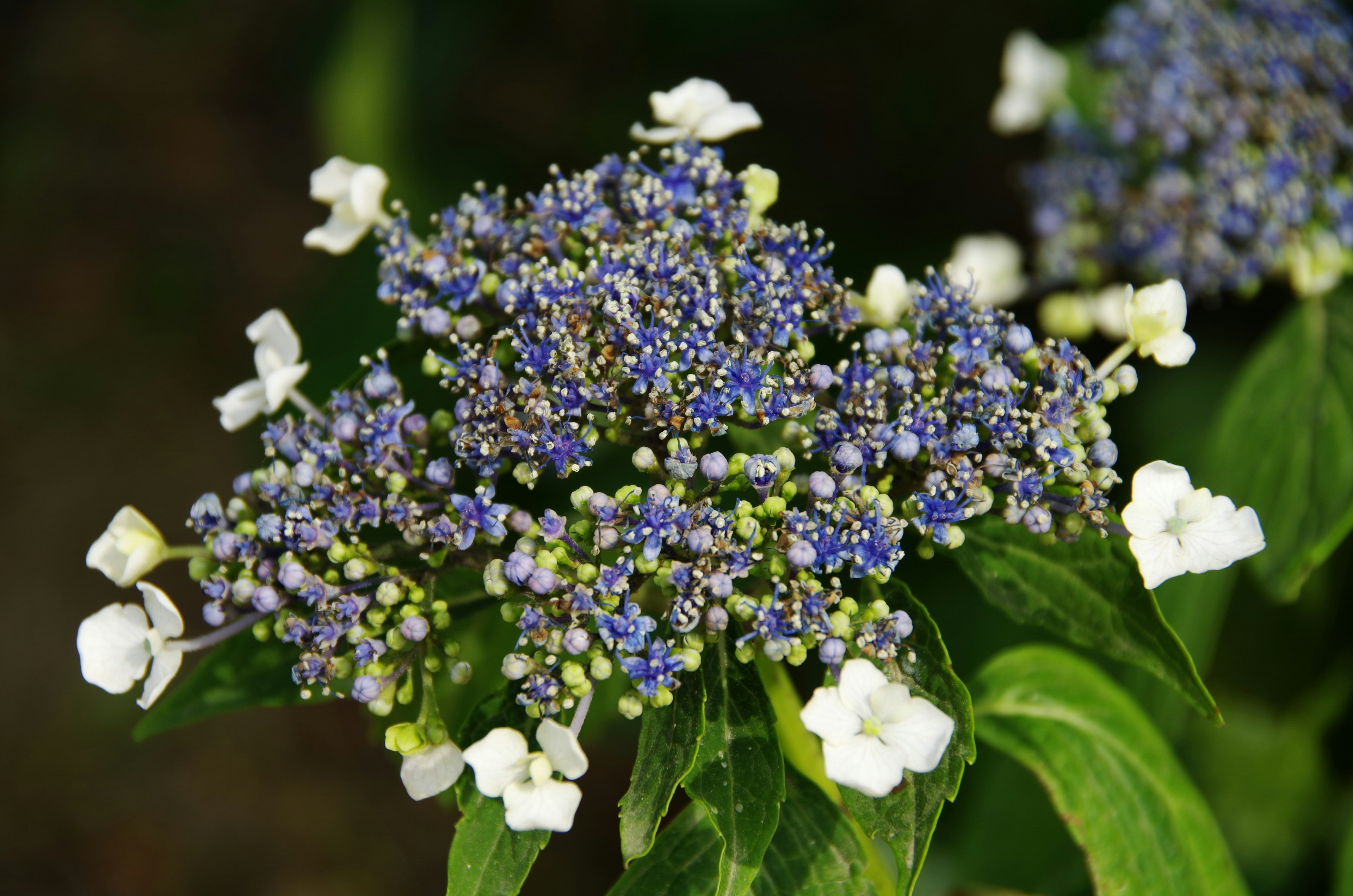 Primer plano de una planta con flores azul-púrpura distintivas