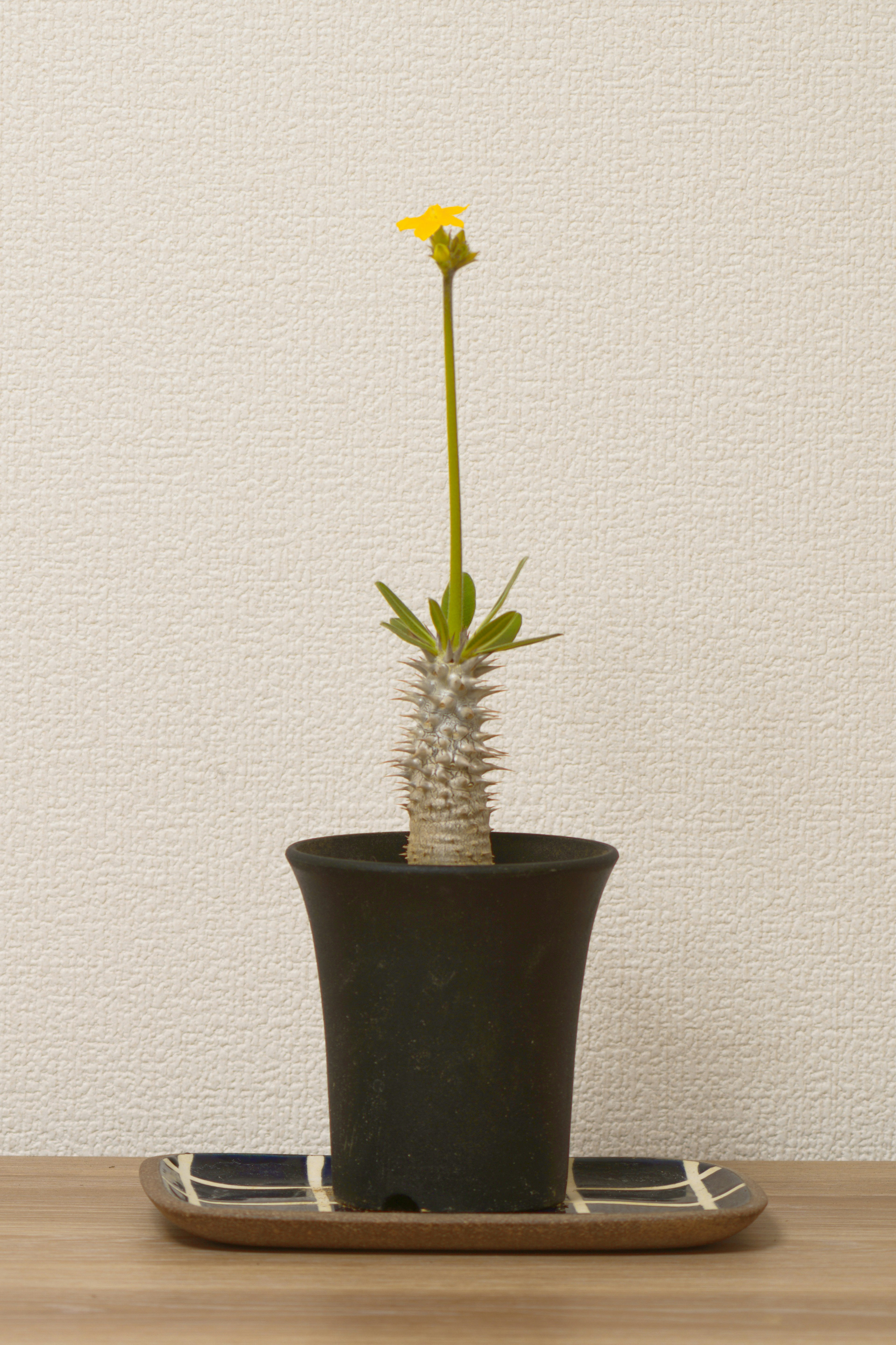 Succulent plant in a pot with a yellow flower