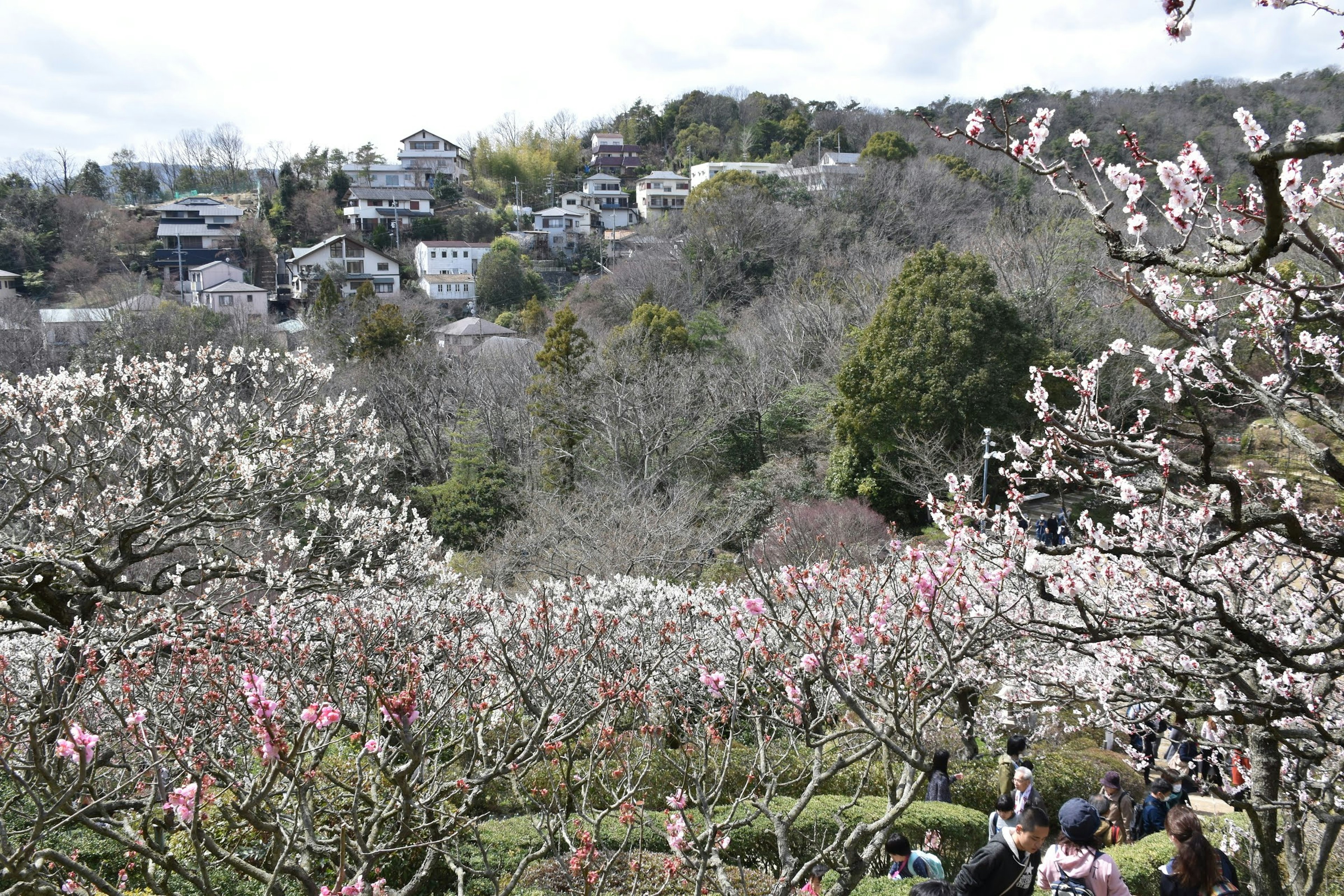 ทิวทัศน์ที่สวยงามของต้นบ๊วยที่เบ่งบานกับหมู่บ้านบนเนินเขาในพื้นหลัง