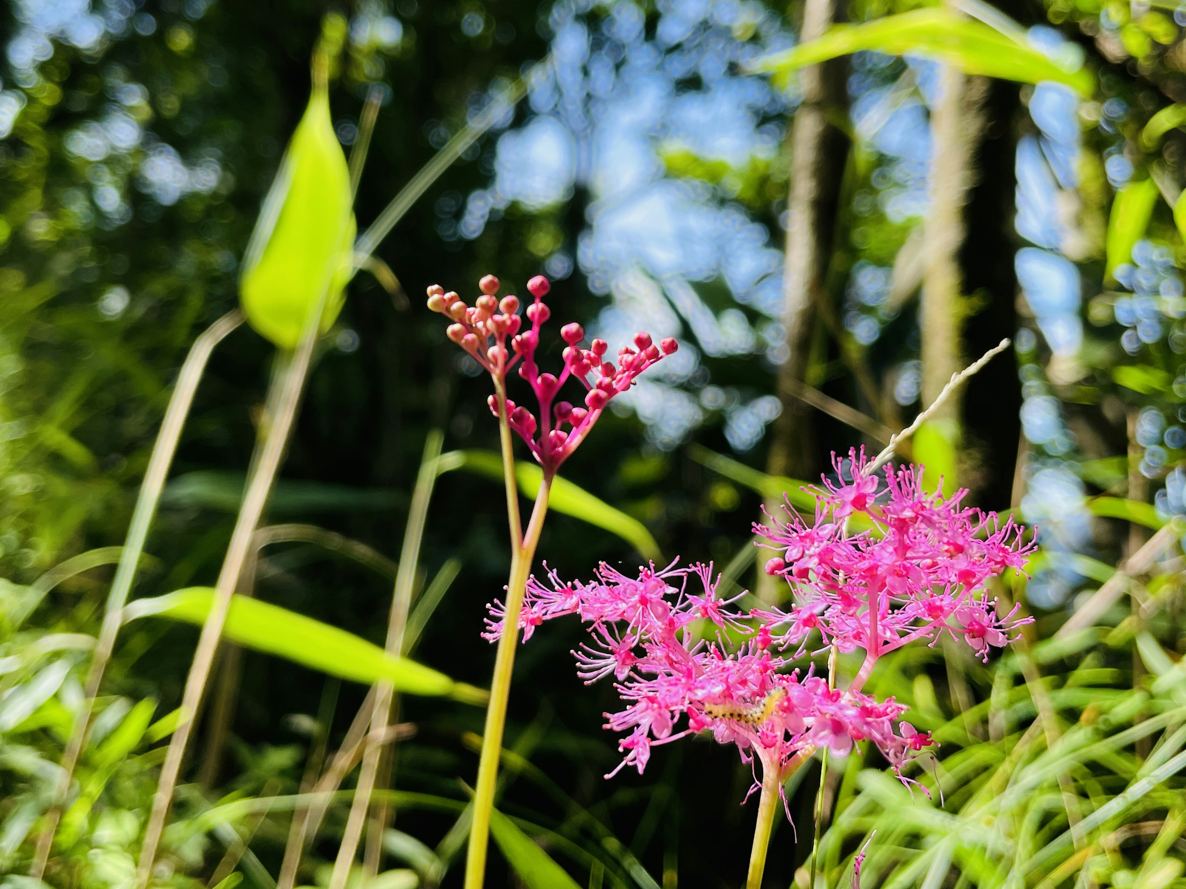 Vibrant pink flowers and buds against a green background