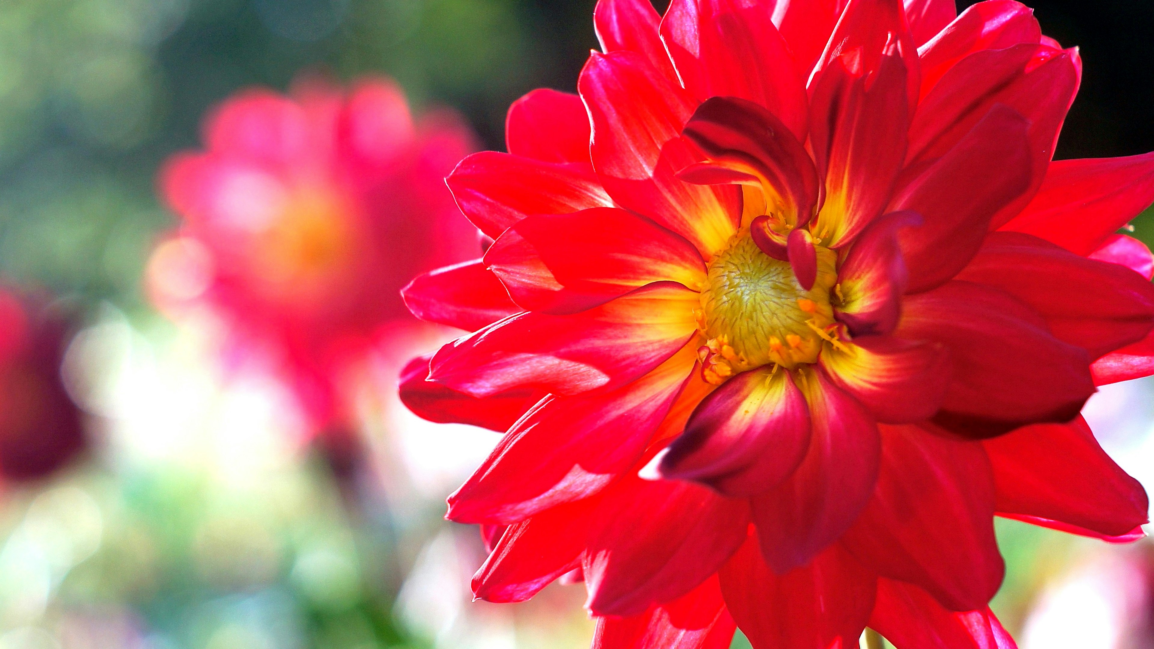 Flor roja vibrante con fondo borroso de otras flores