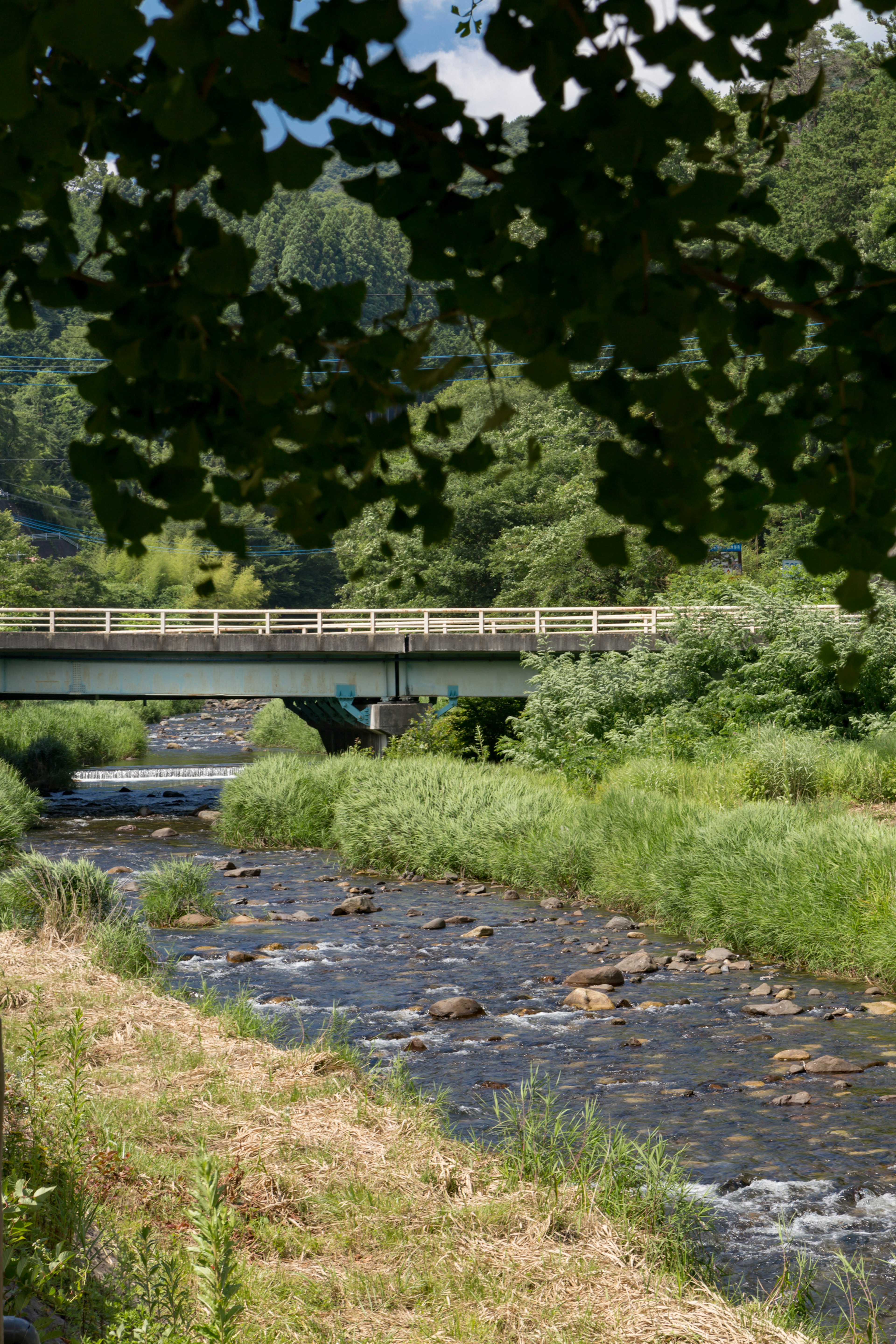 Immagine di un ponte su un ruscello chiaro circondato da vegetazione lussureggiante