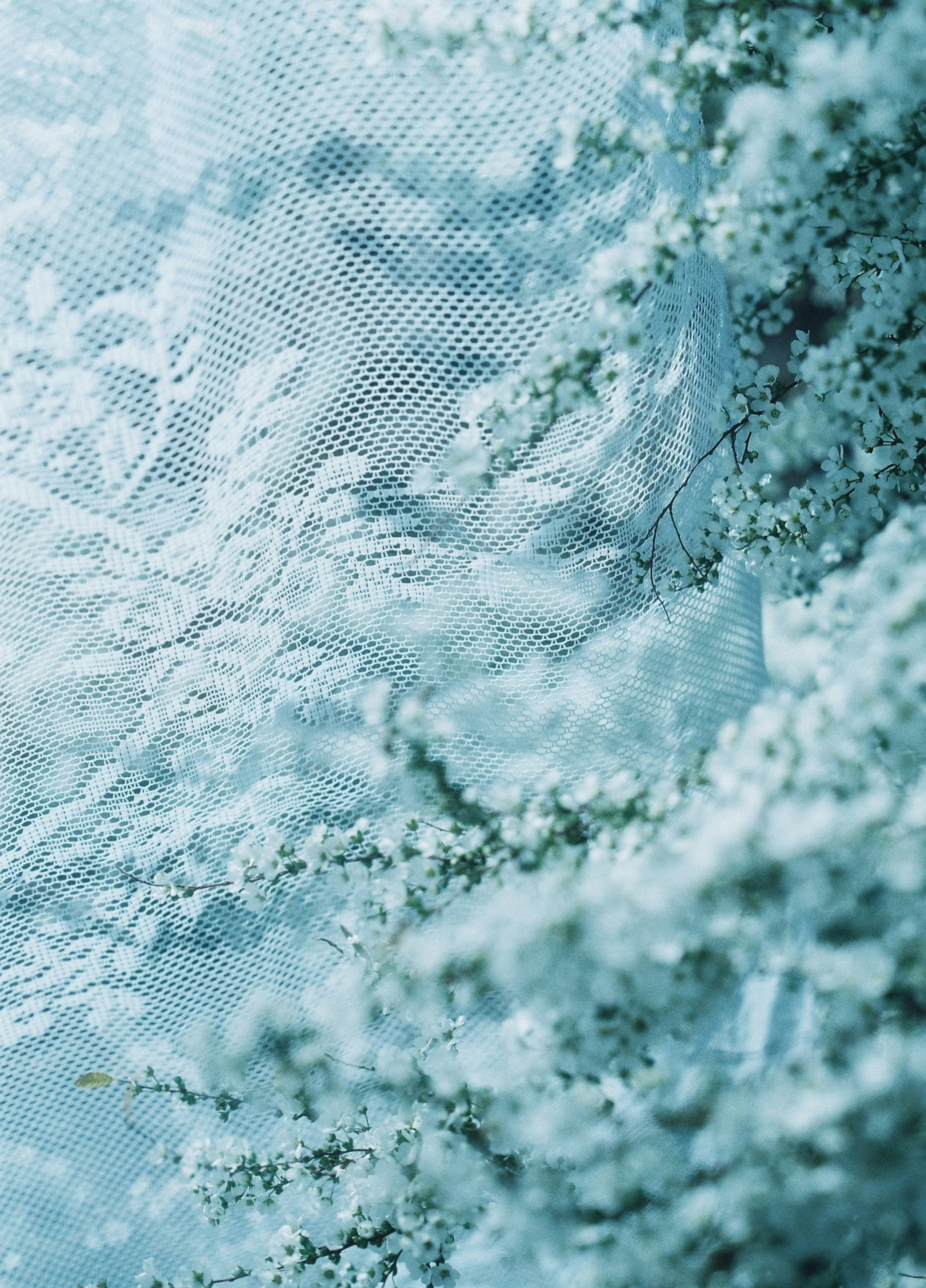 Un contraste délicat entre de la dentelle bleu clair et des fleurs blanches