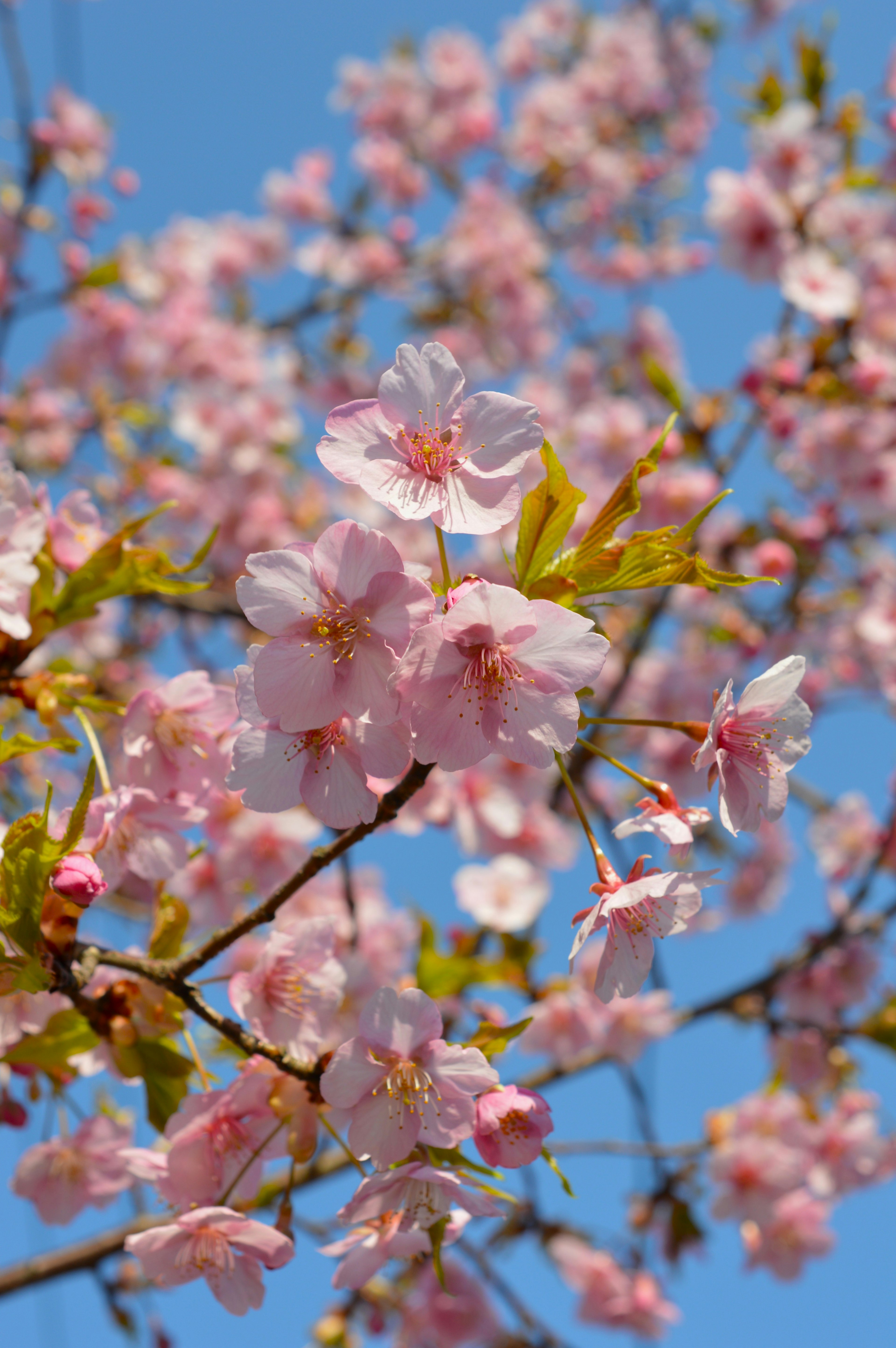 Bunga sakura mekar penuh di latar belakang langit biru