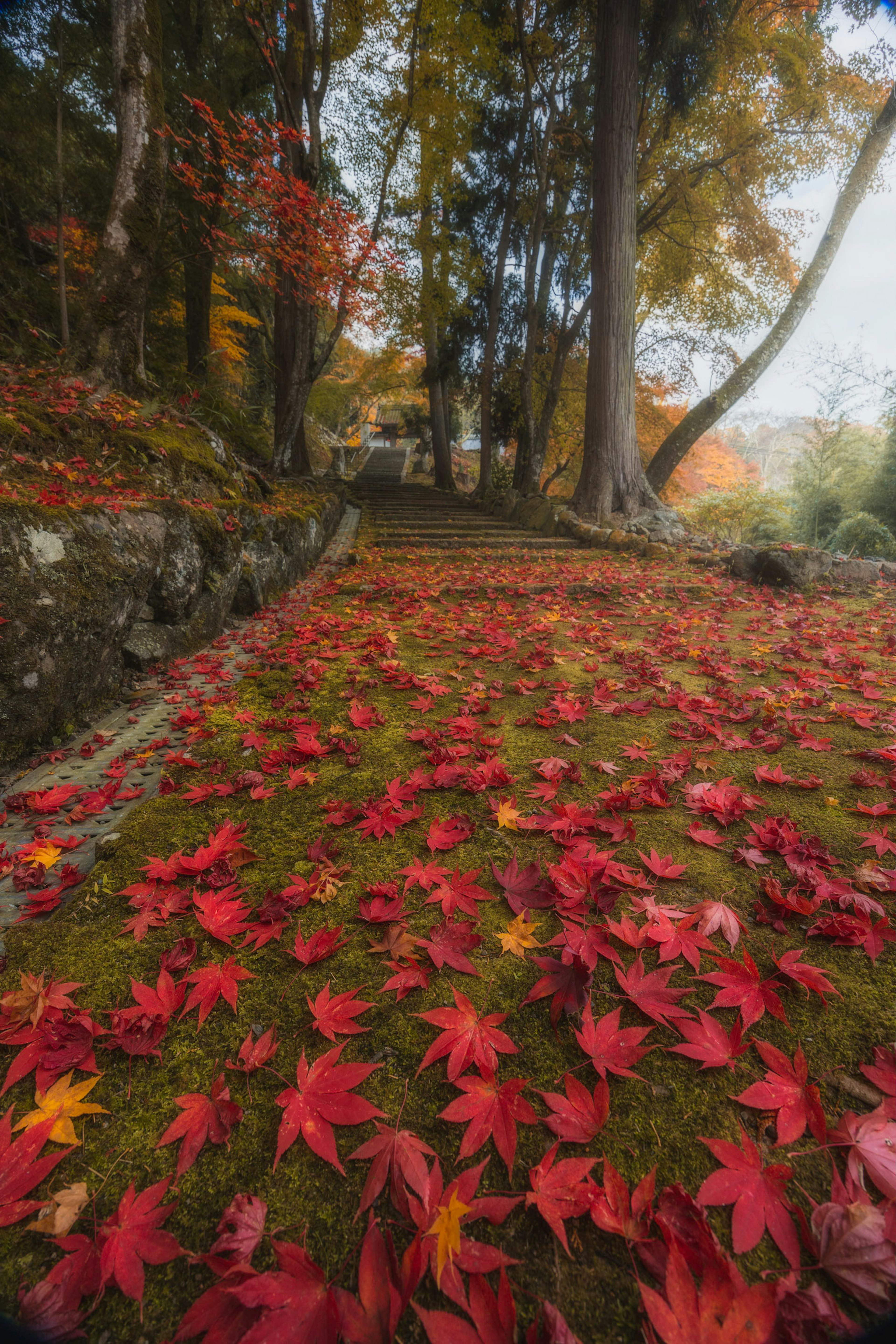 赤い枯れ葉が敷き詰められた道の風景