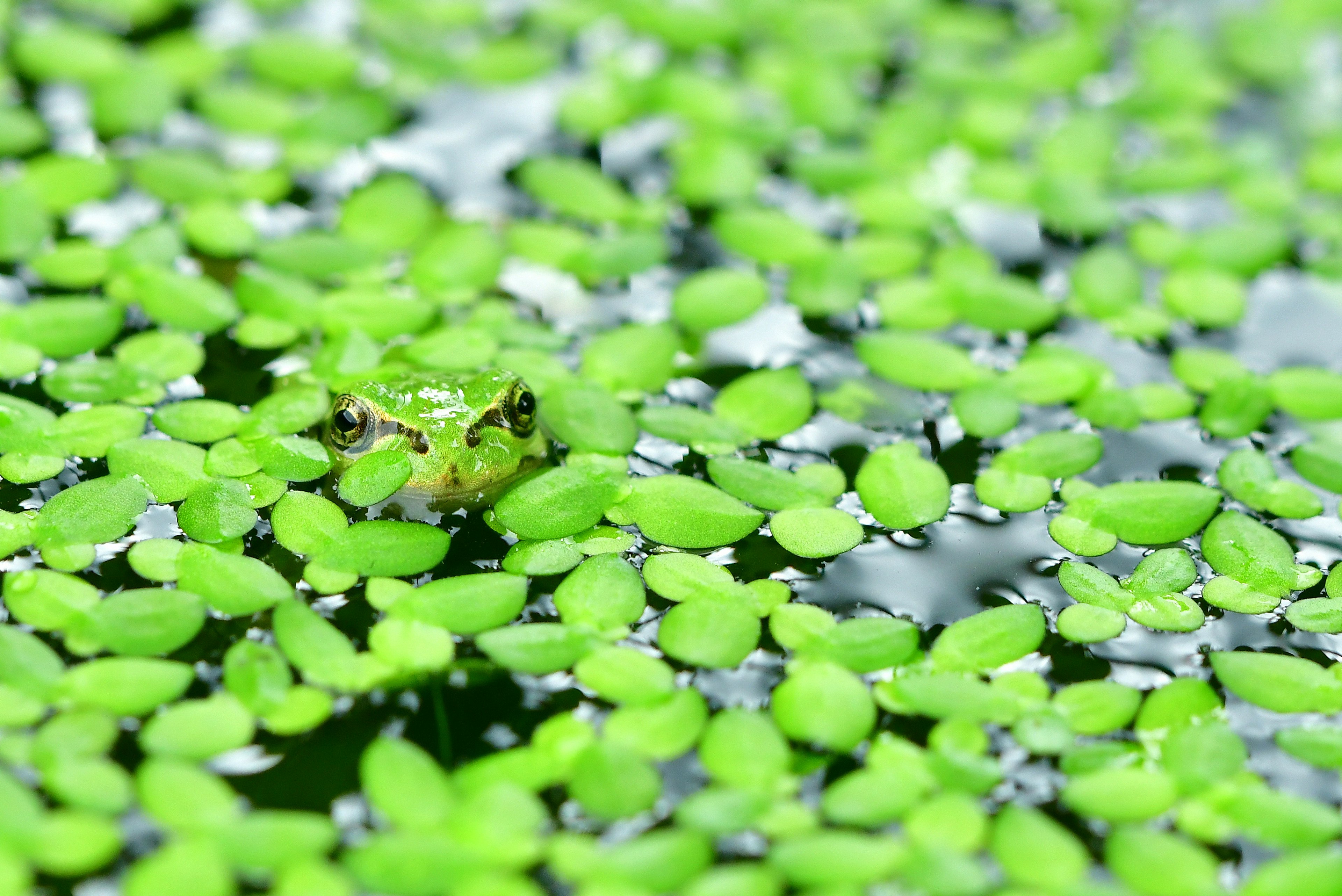 Una rana parcialmente oculta entre hojas de lirio verde en el agua