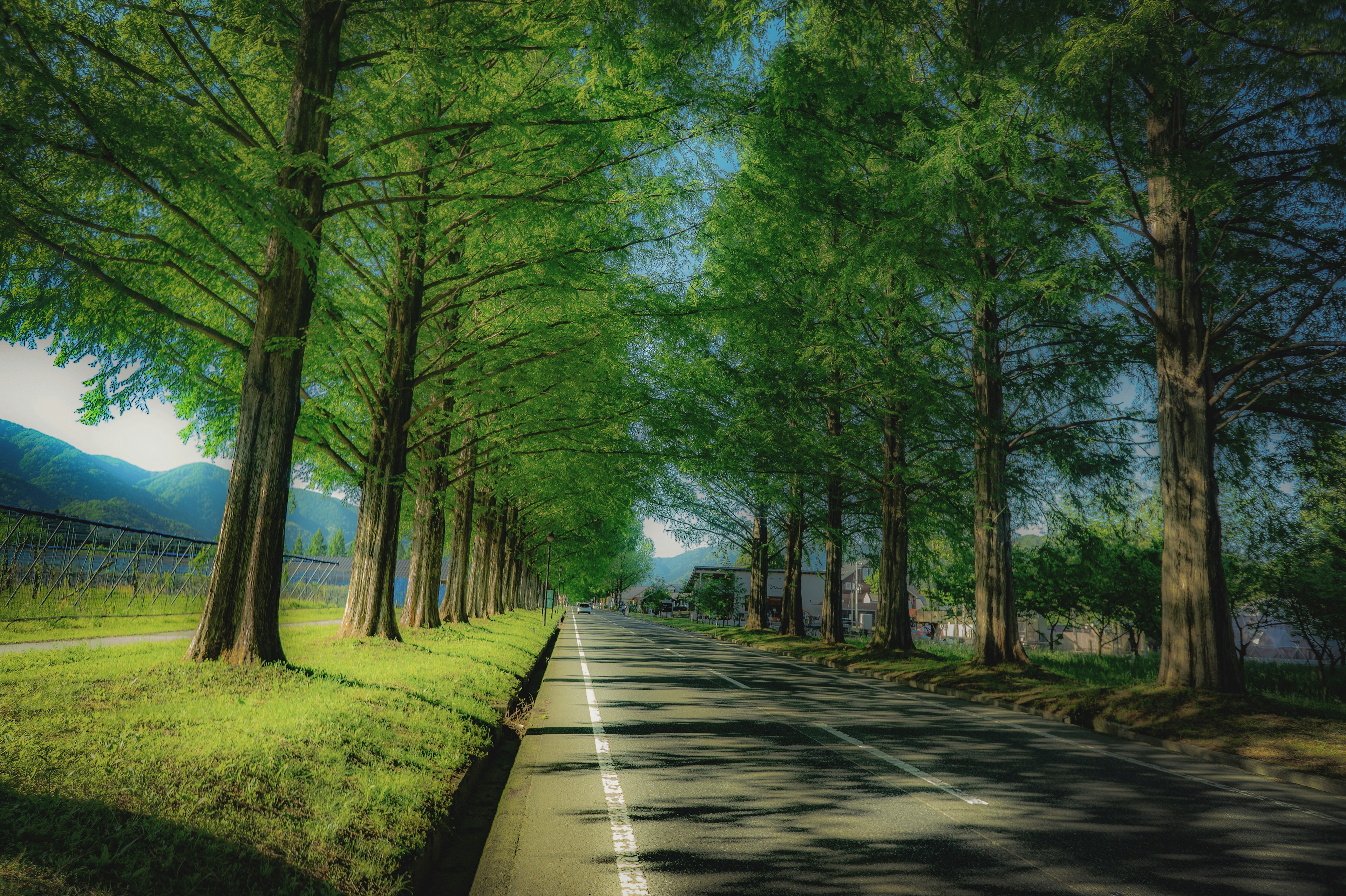 Scenic view of a road lined with lush green trees