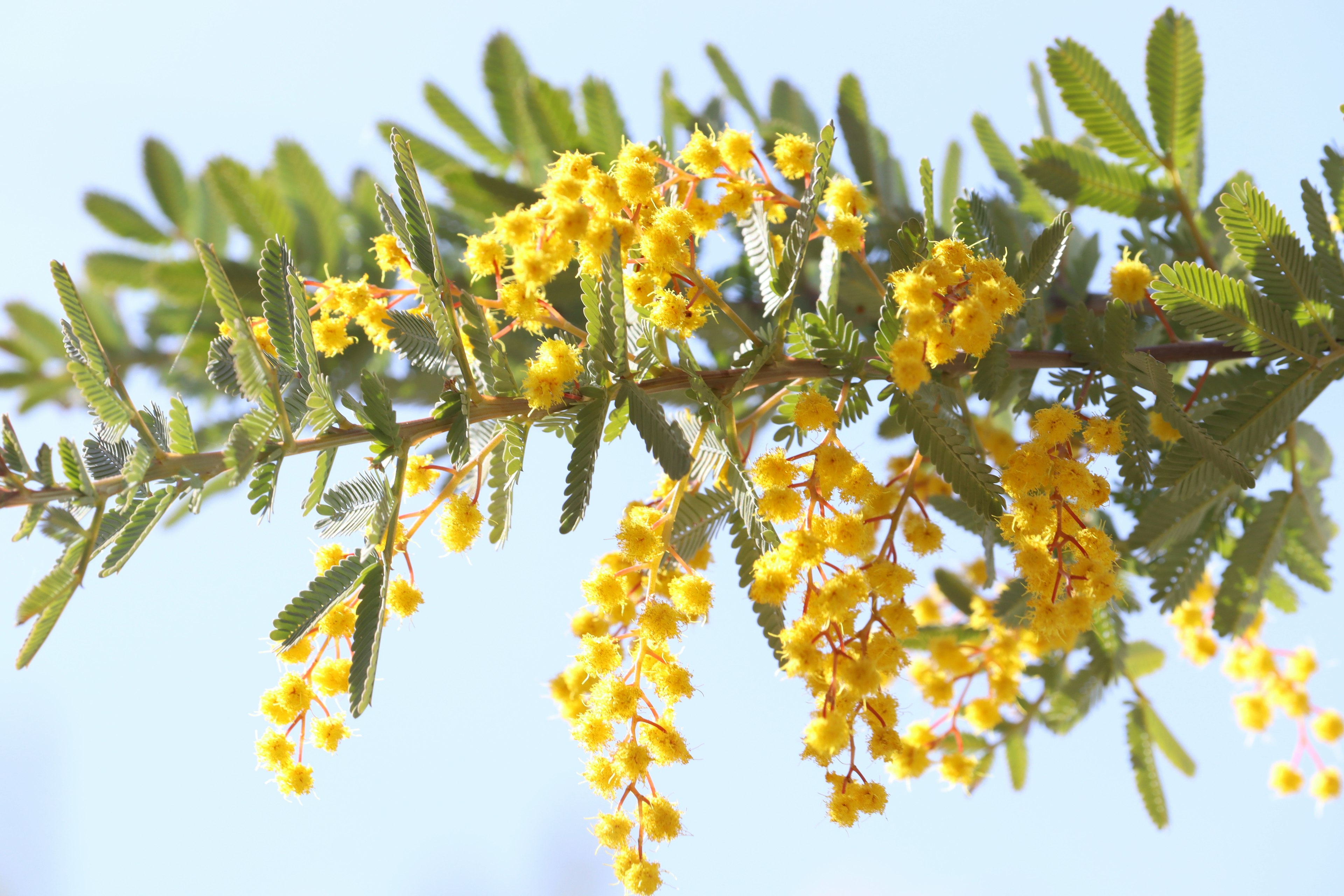 Zweig mit gelben Blumen und grünen Blättern