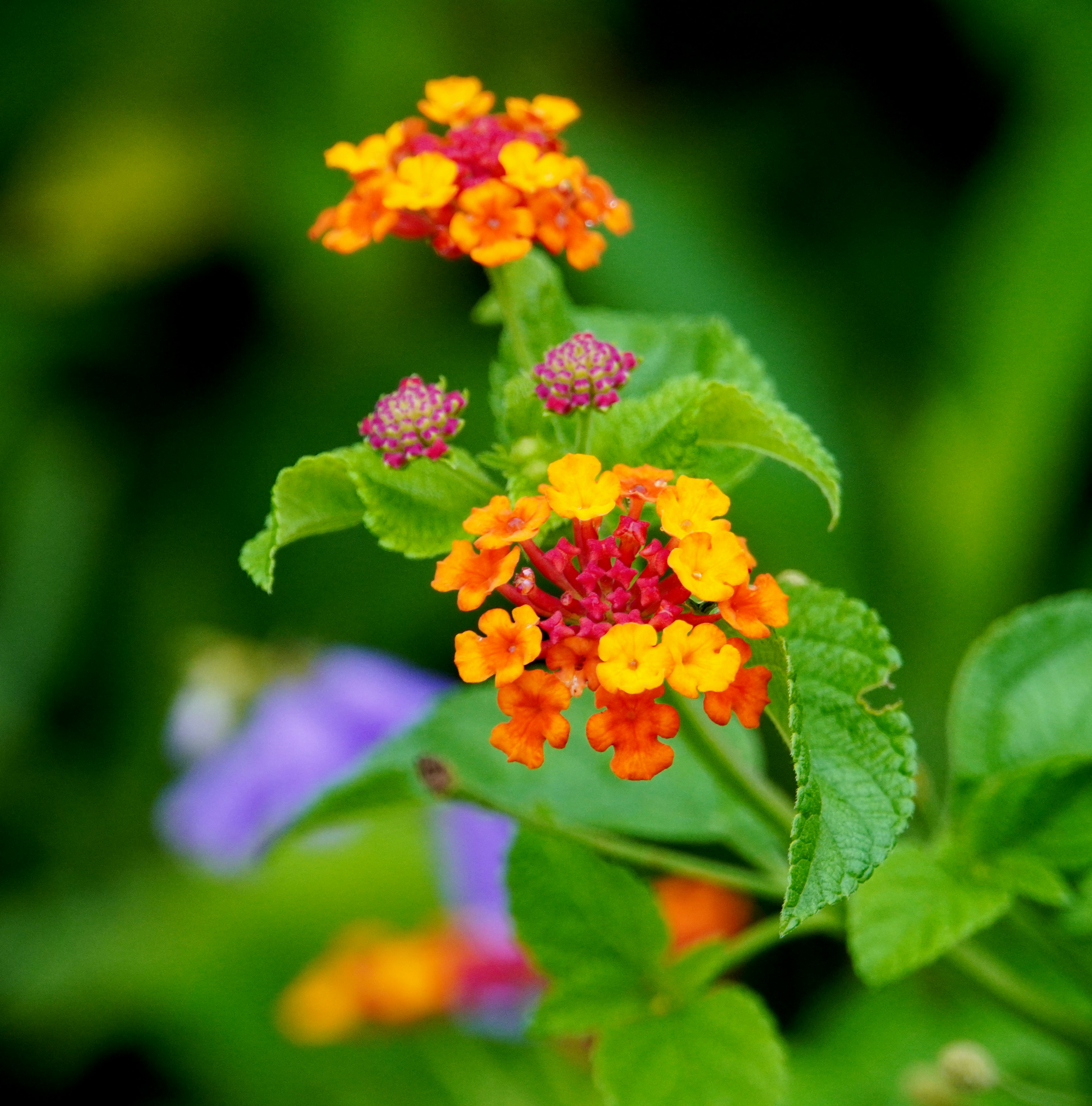 Plante de lantana avec des grappes de fleurs orange et jaune