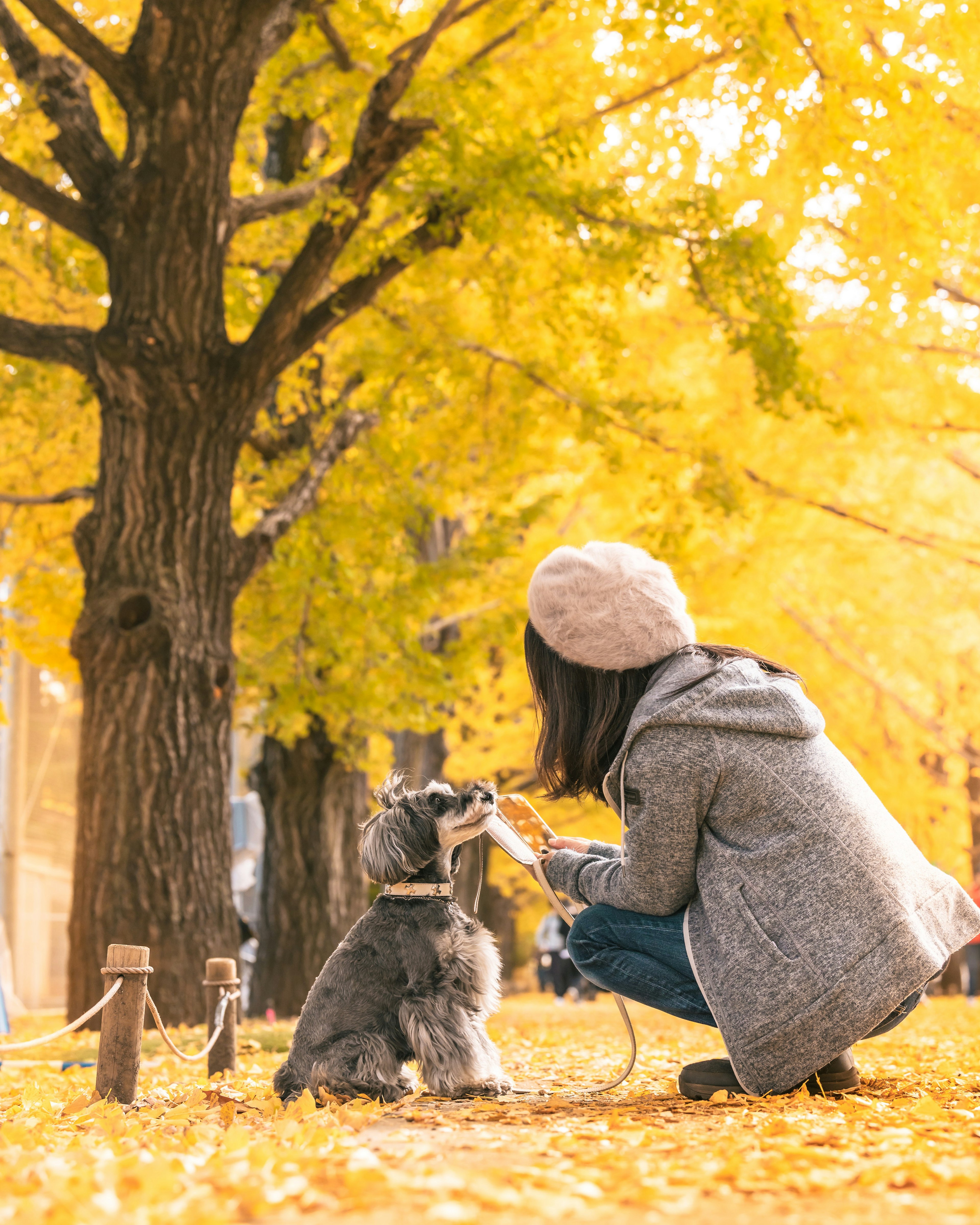 Perempuan bermain dengan anjing di taman musim gugur dikelilingi oleh daun dan pohon kuning