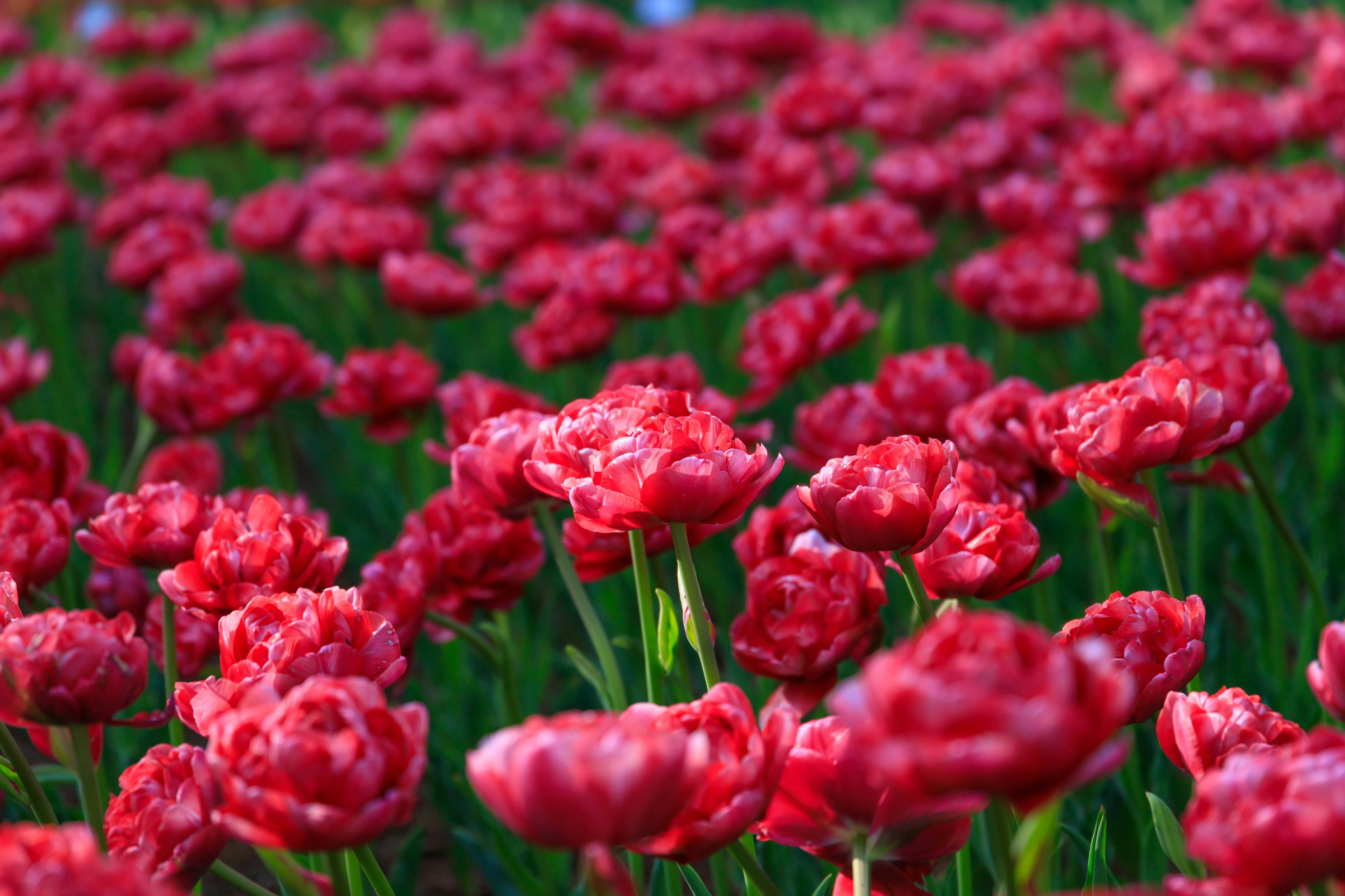 Campo vivace di tulipani rossi in piena fioritura