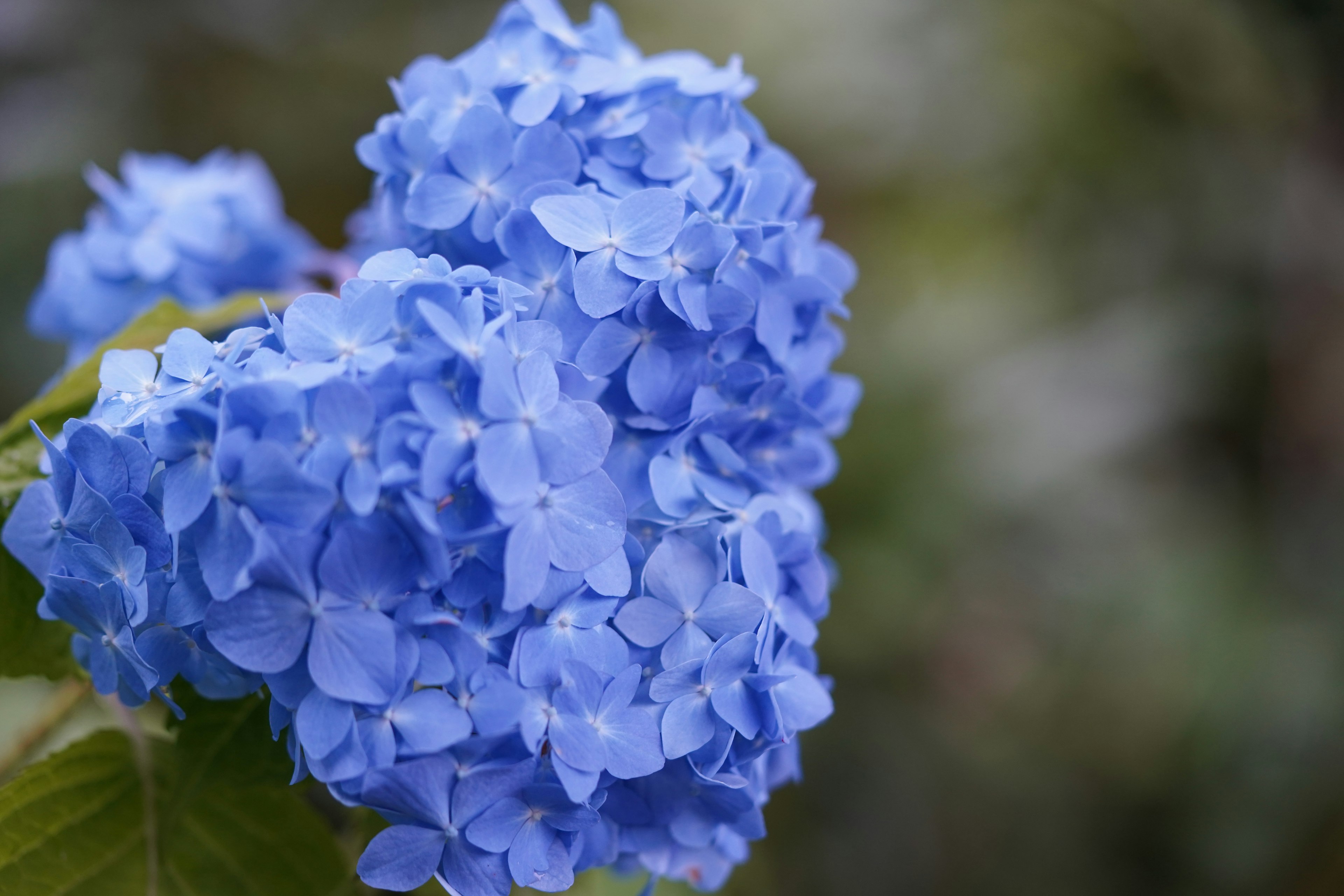 Close-up bunga hidrangea biru yang sedang mekar